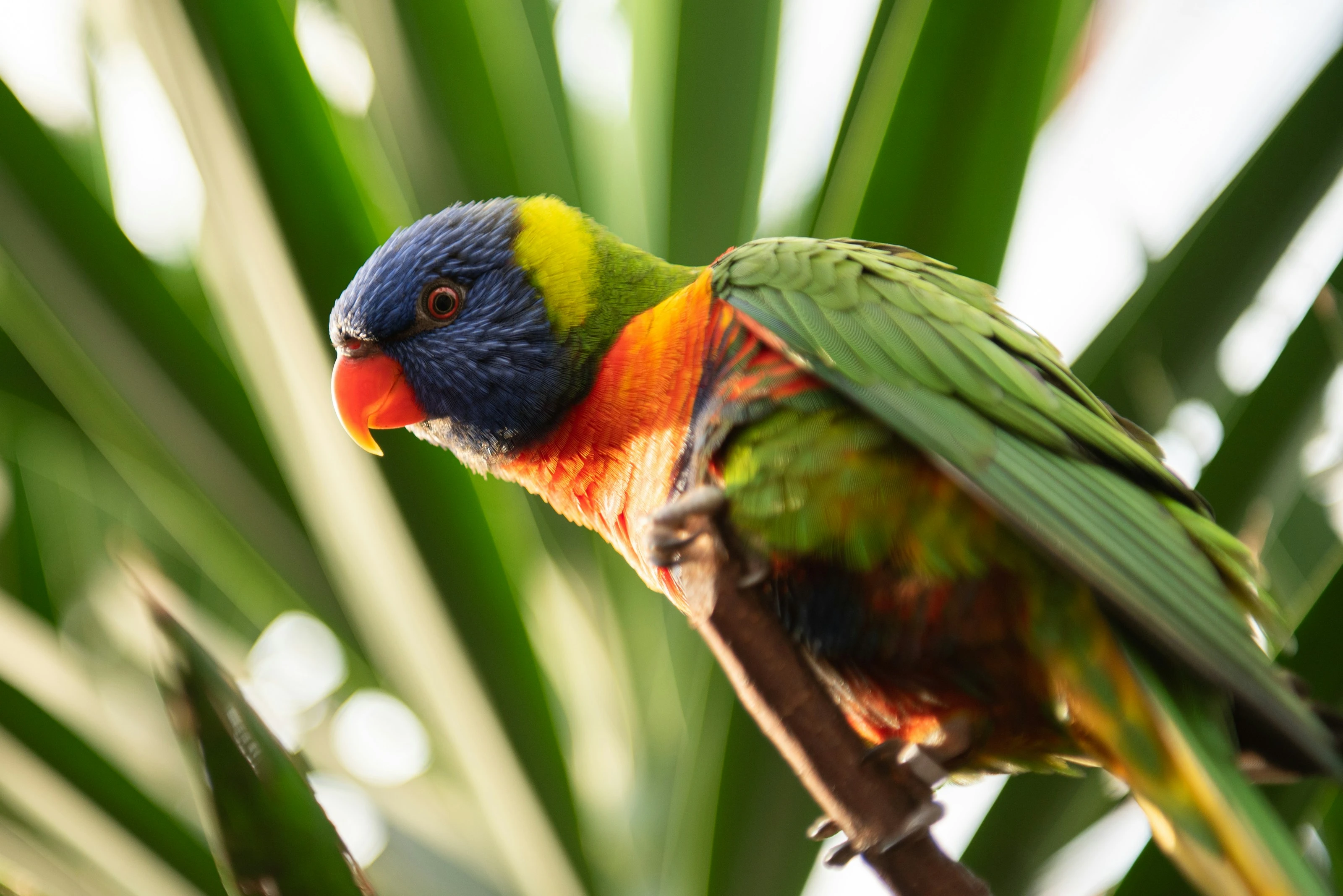 Rainbow Lorikeet Perch