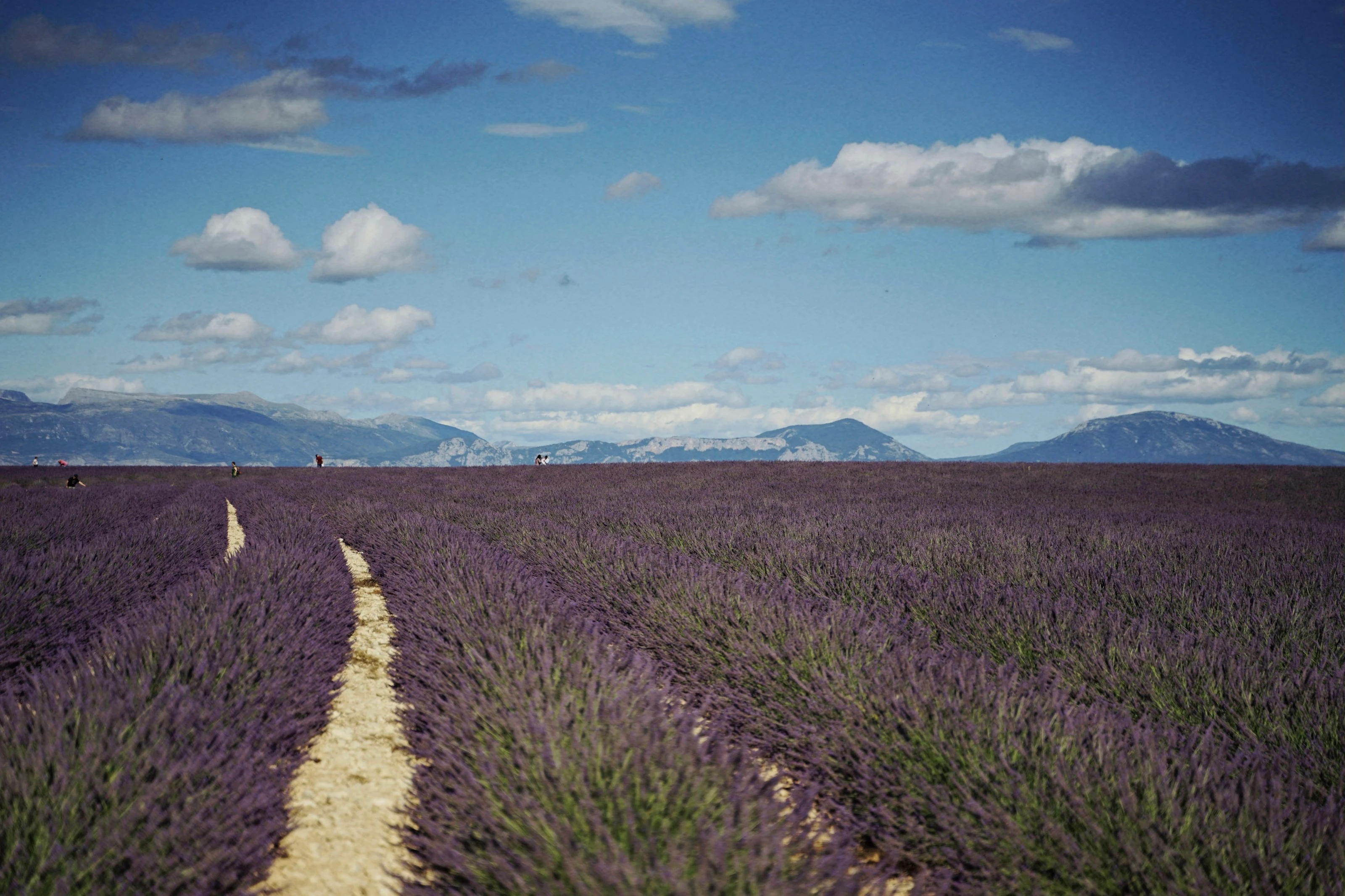Lavender Fields at Harvest