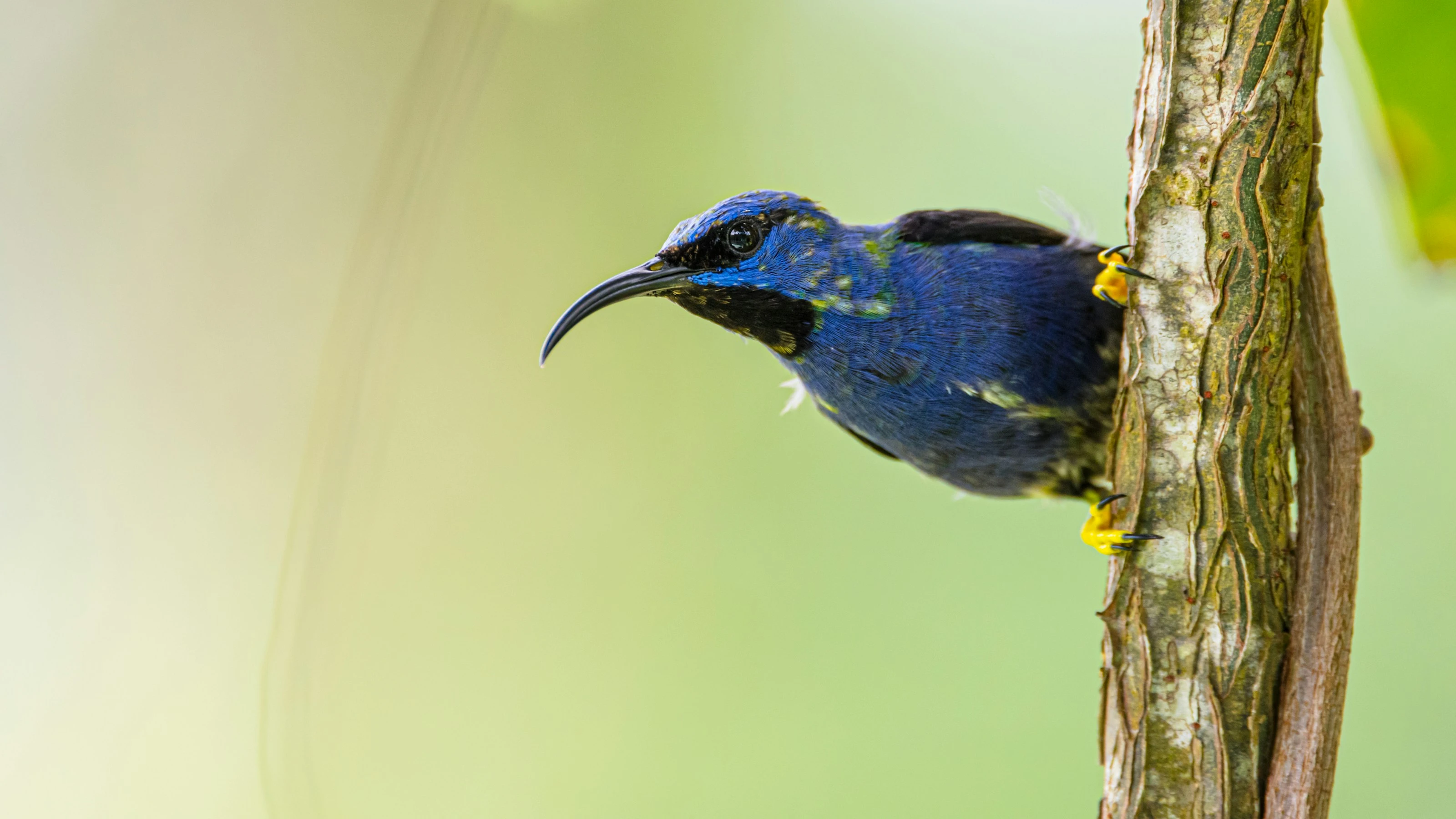 Vibrant Blue Nectar Finder