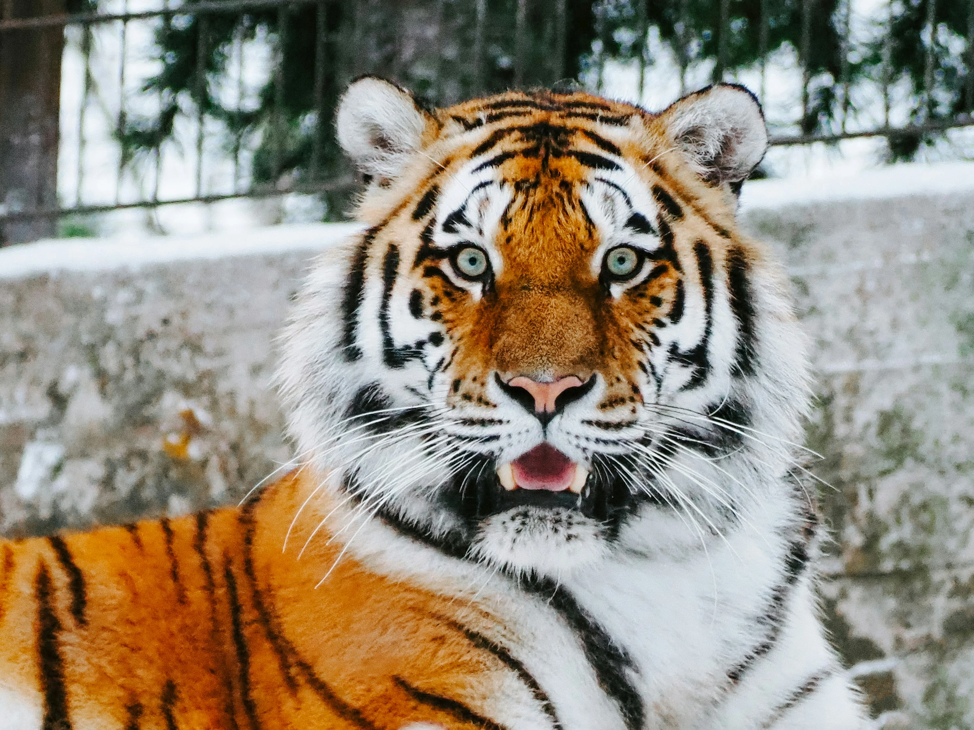 Icy Gaze Tiger jigsaw puzzle