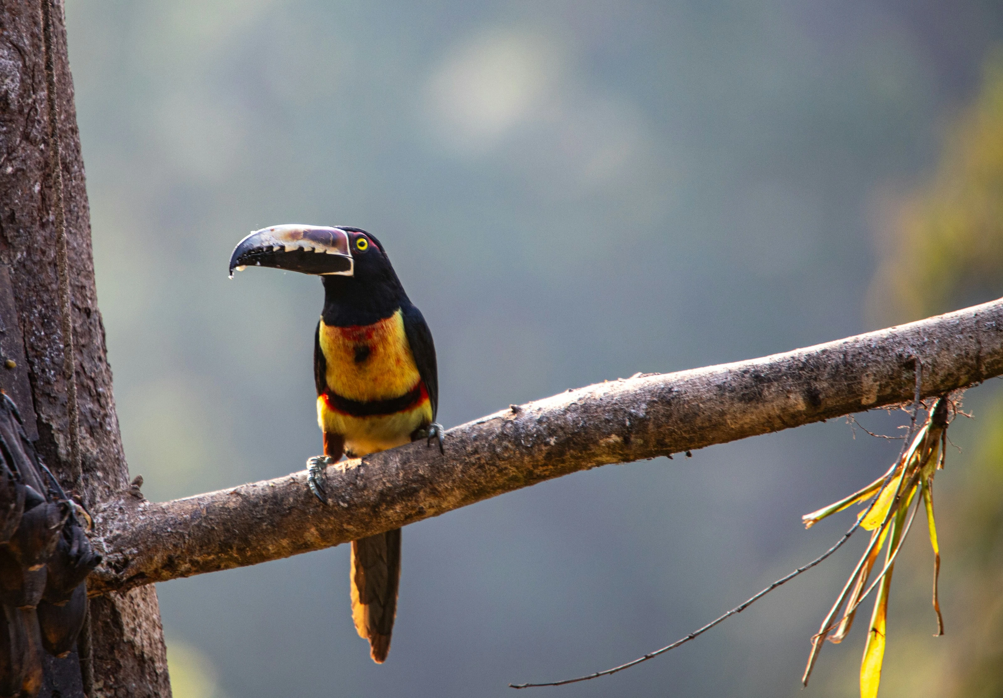 Tropical Beak Perch