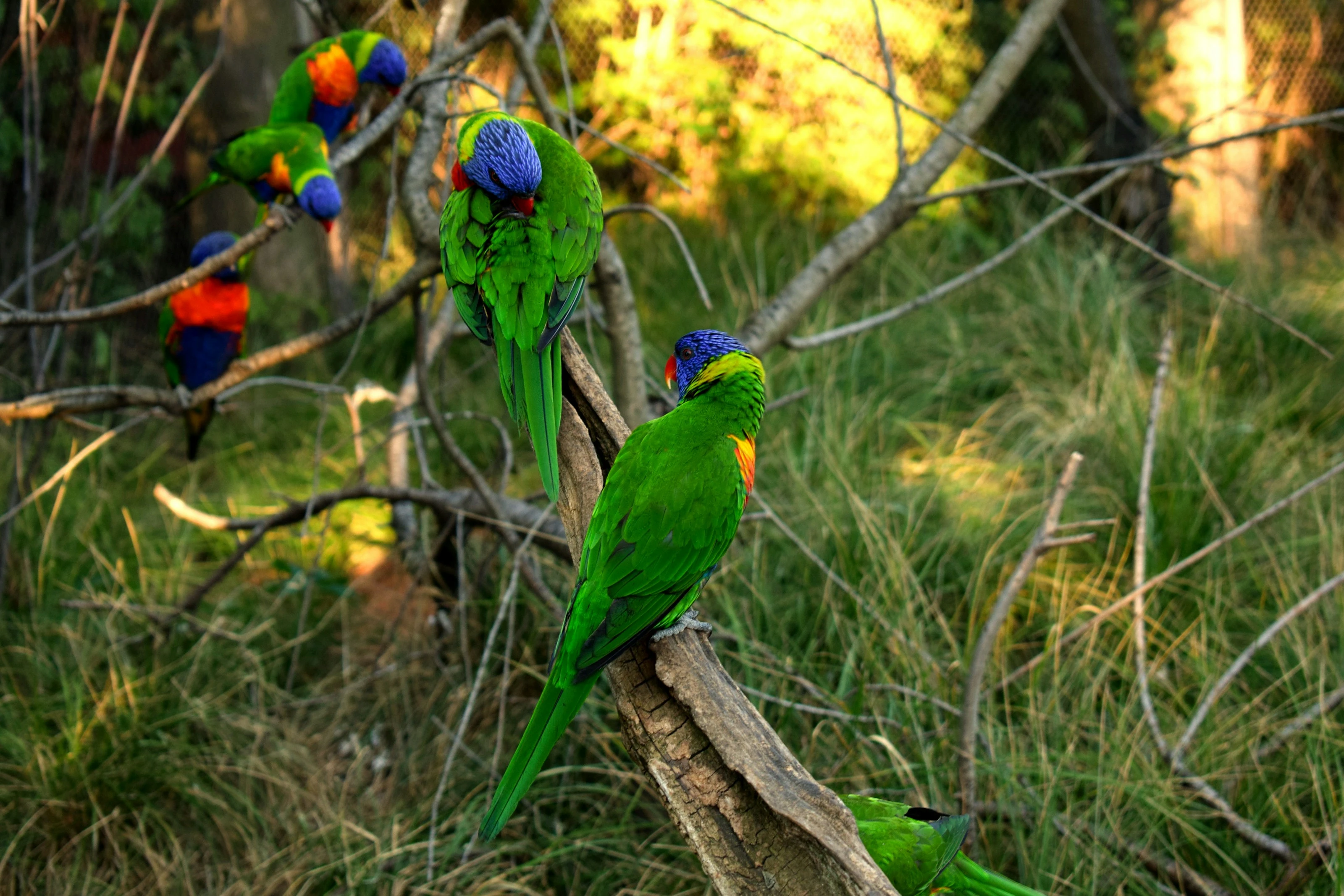 Flock of Many Colors