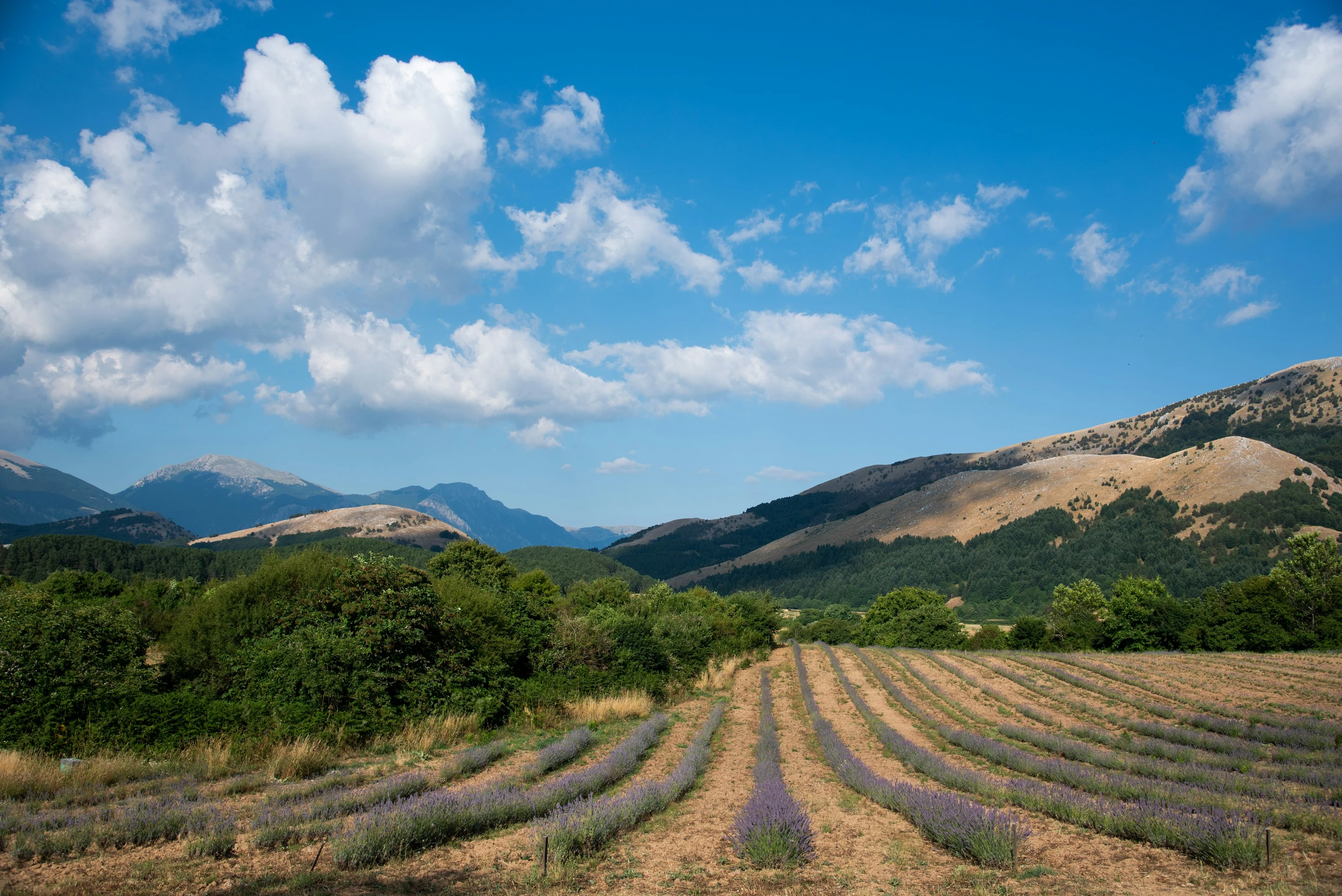 Rolling Hills and Lavender jigsaw puzzle