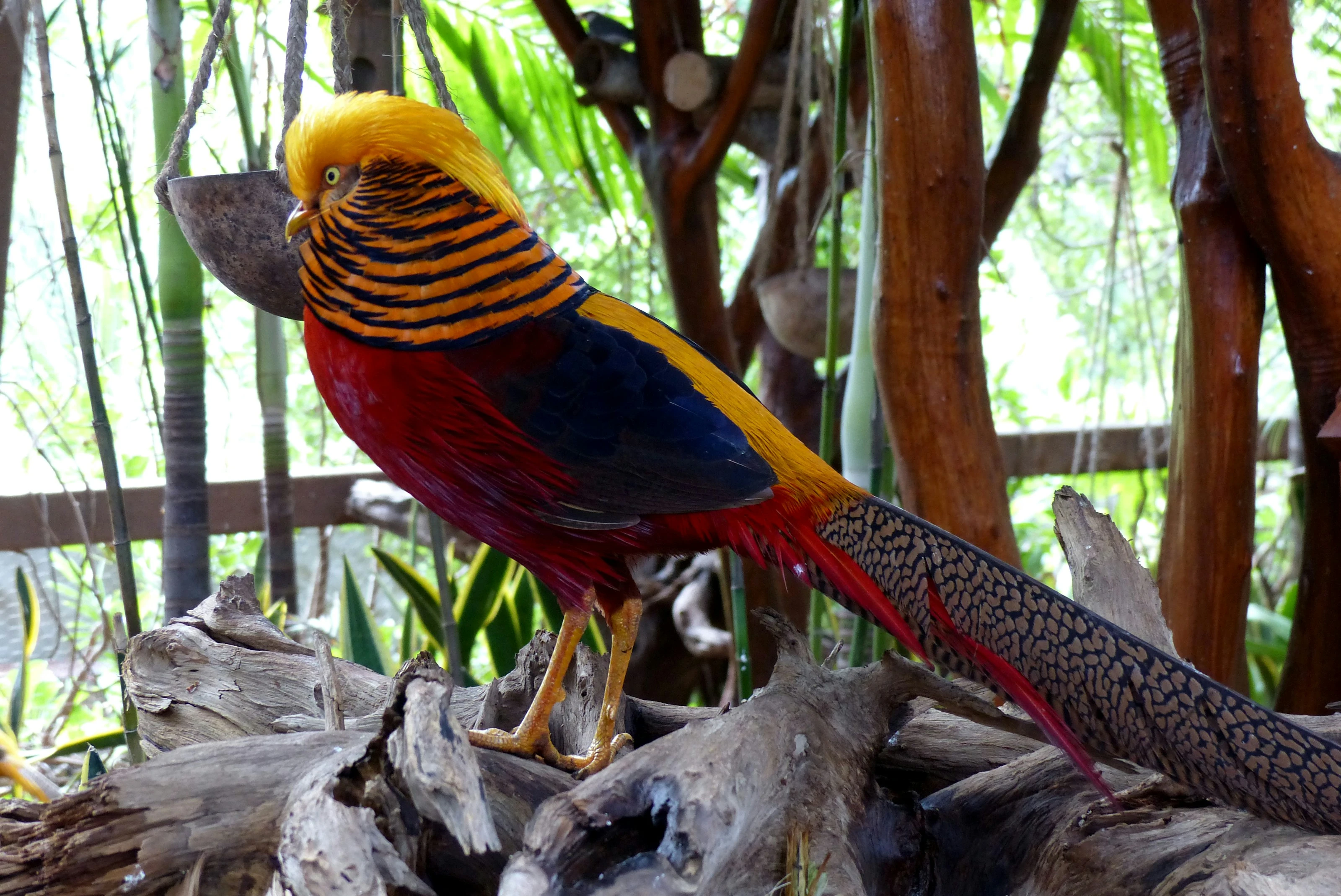 Gilded Bird In Forest