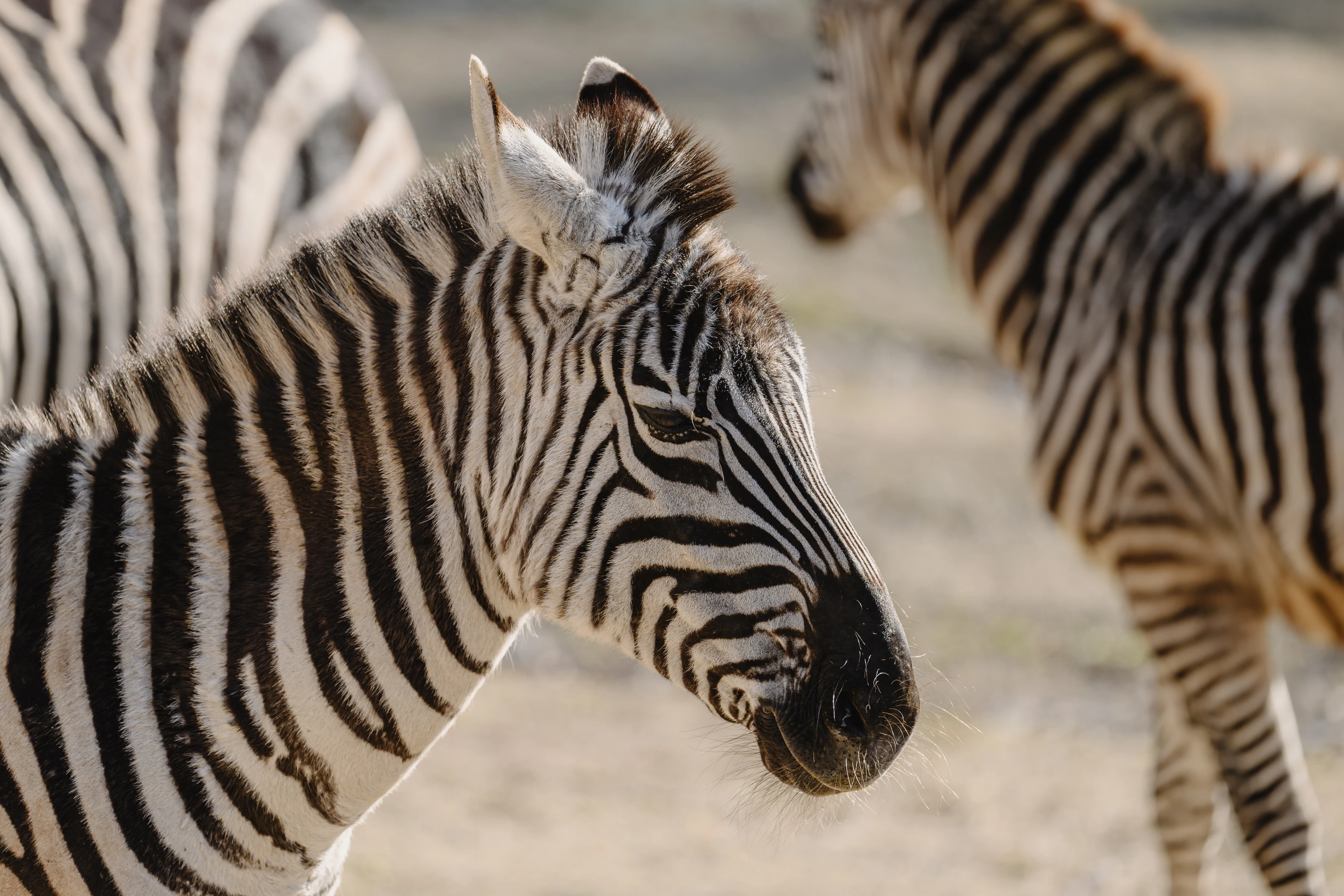 Striped Profile
