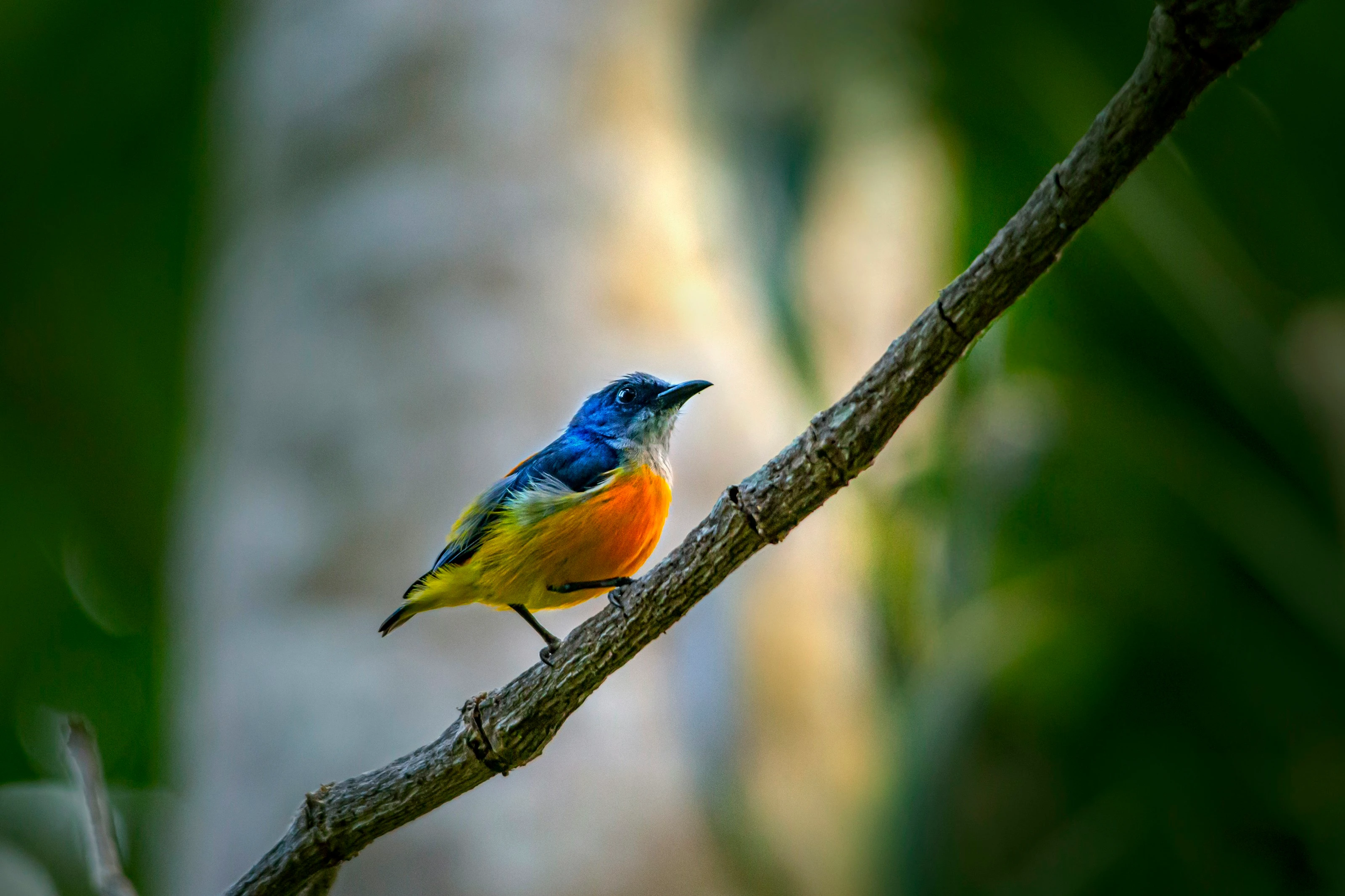 Colorful Perch
