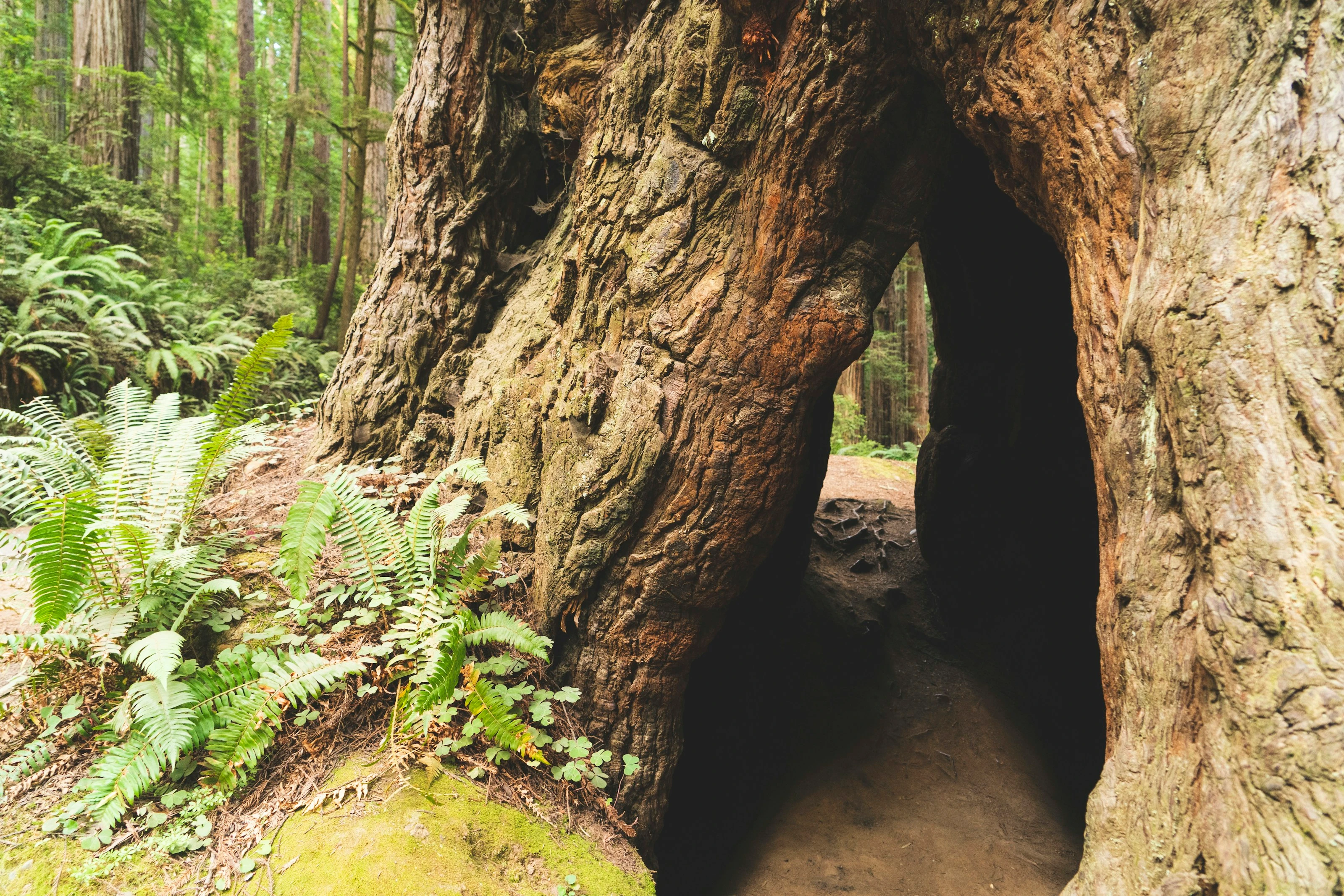 Into the Redwood Heart