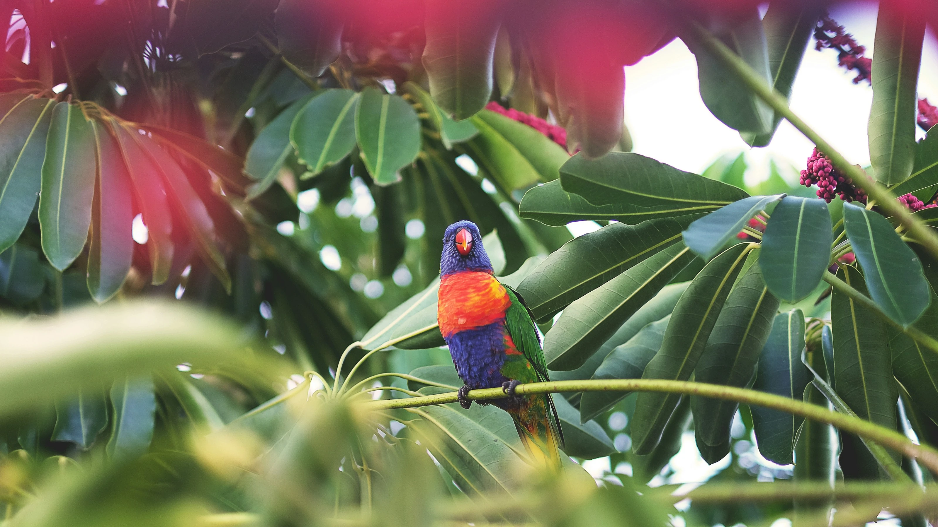 Lory in the Leaves