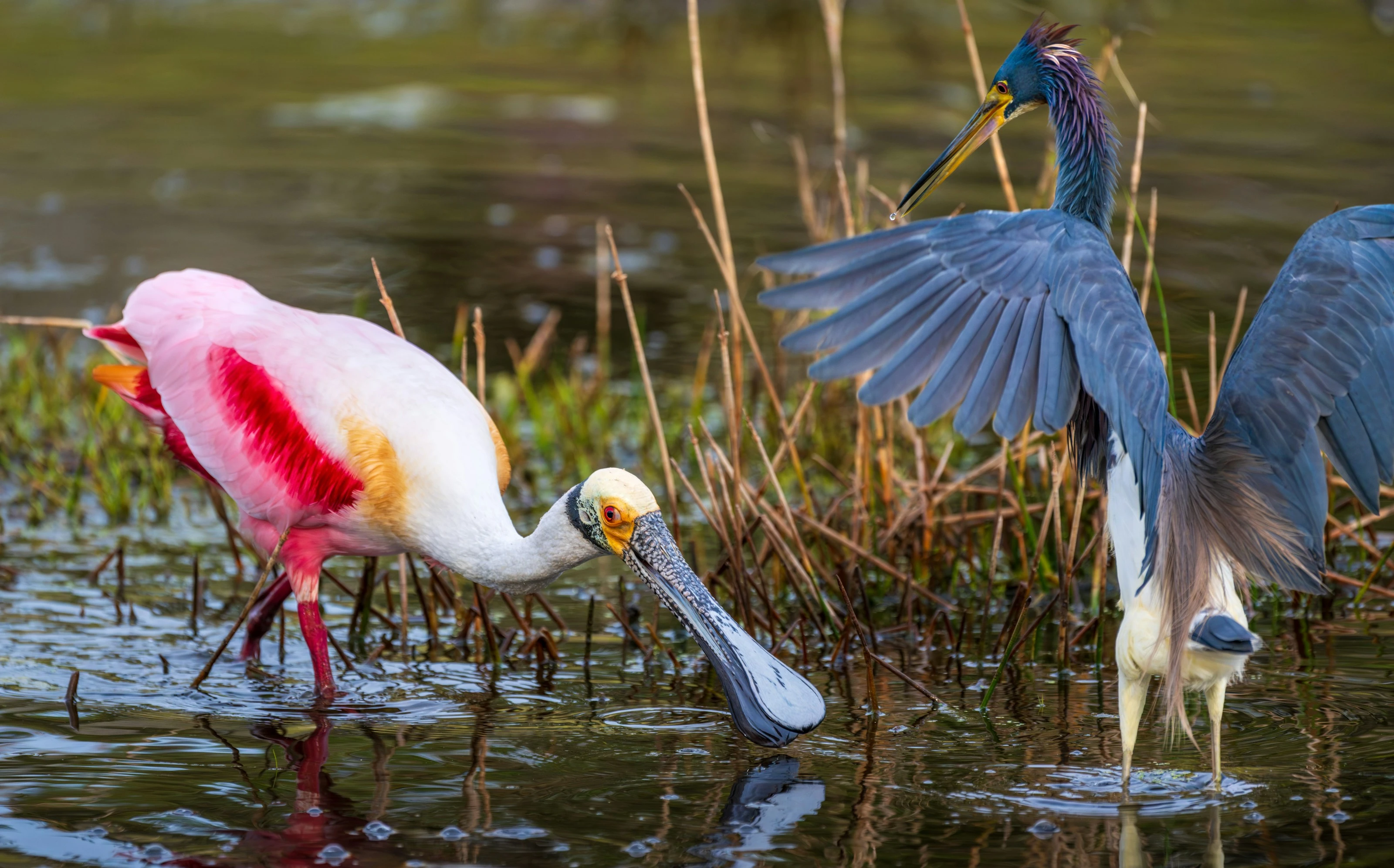 Wading Wildlife Duet
