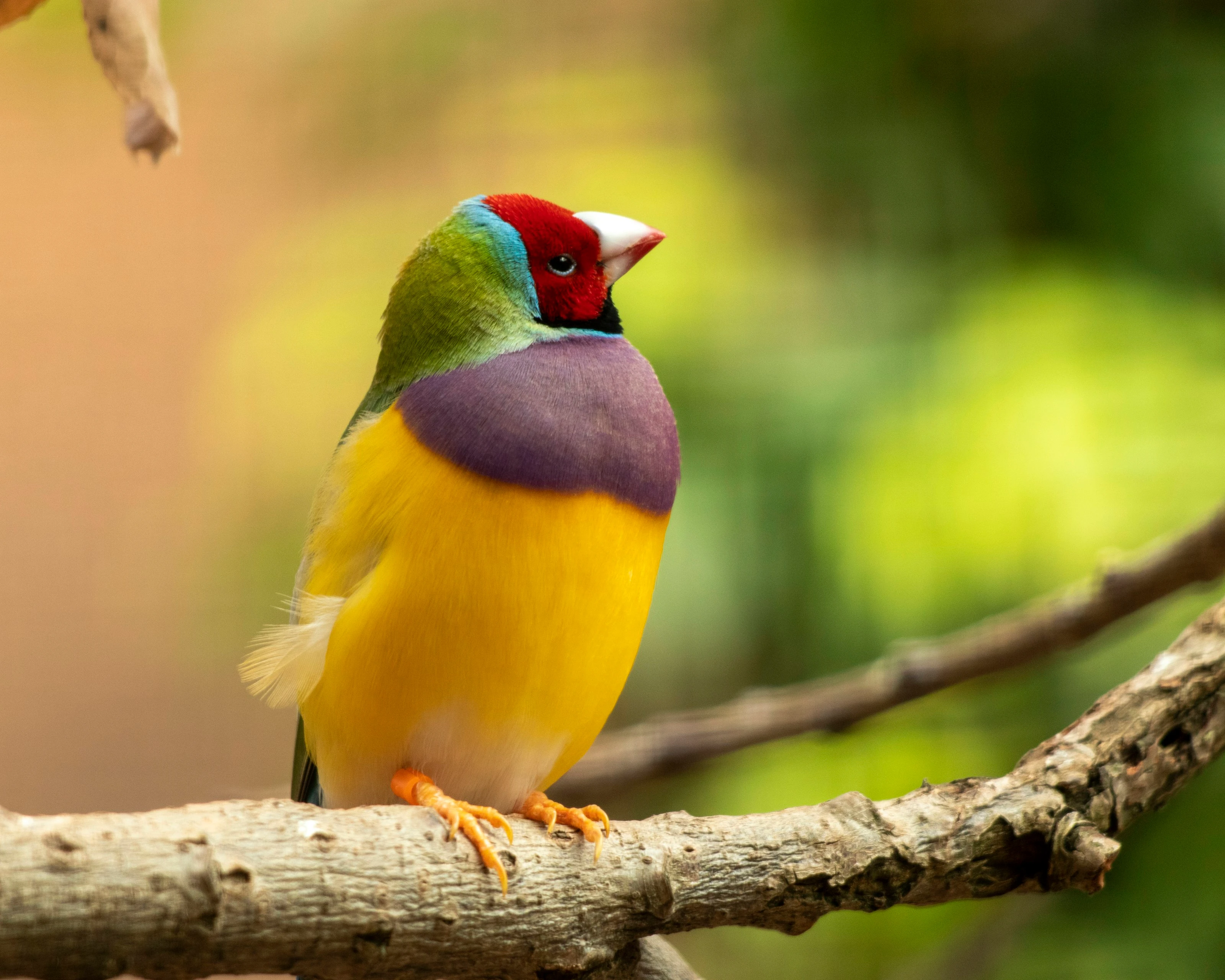 Feathered Jewel on a Branch