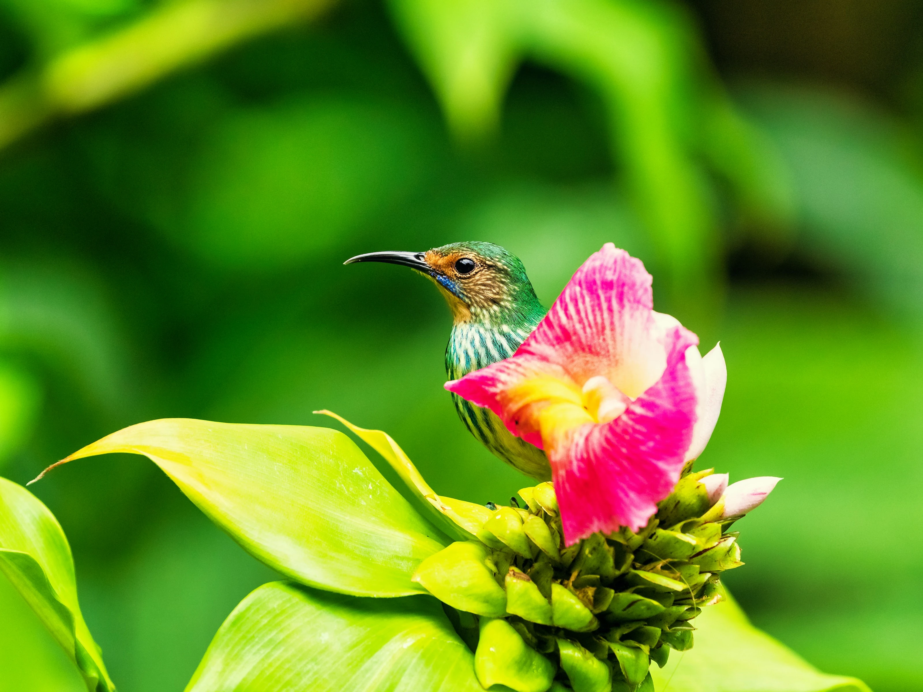 Jungle Jewel on a Bloom
