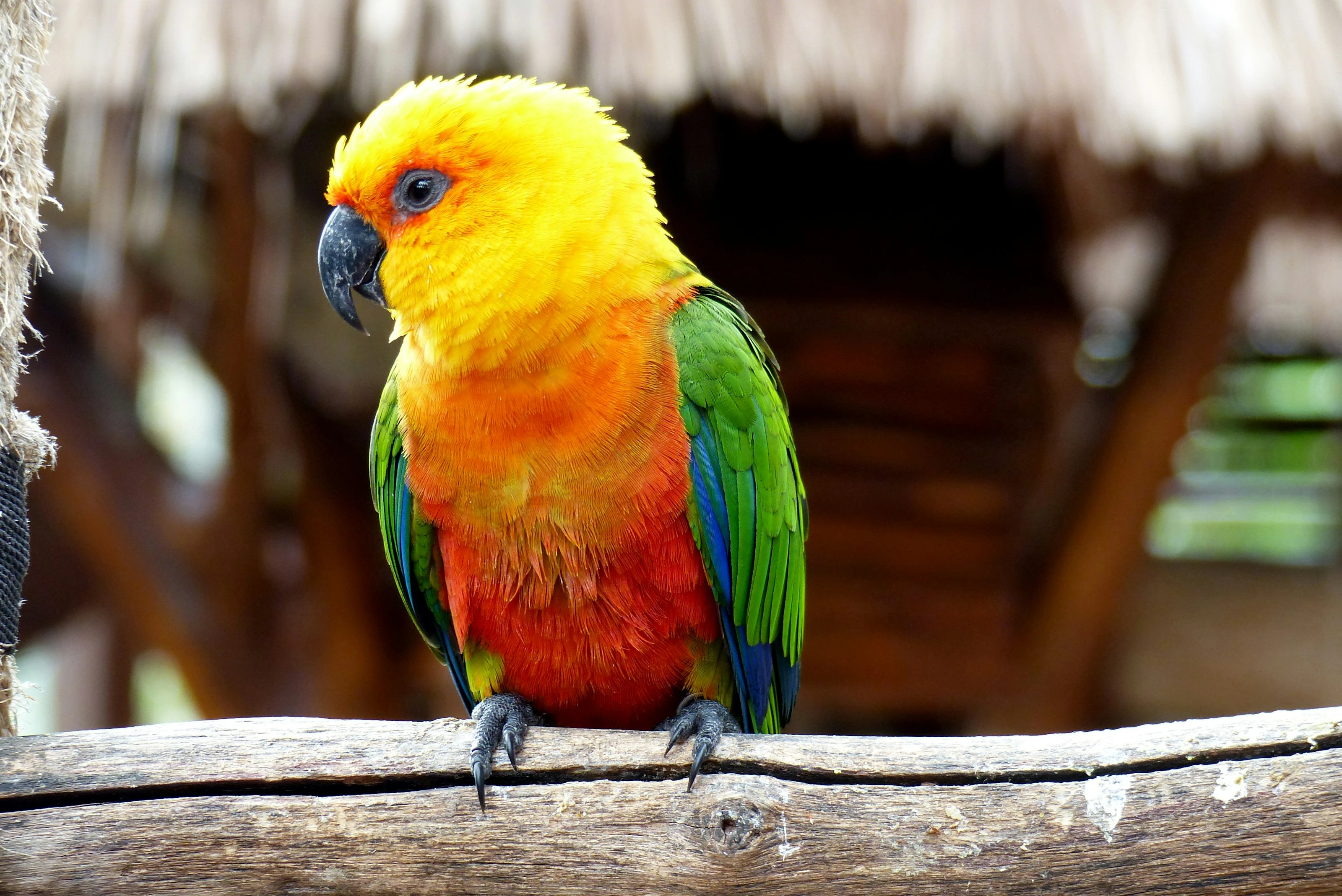 Sun Conure on a Branch
