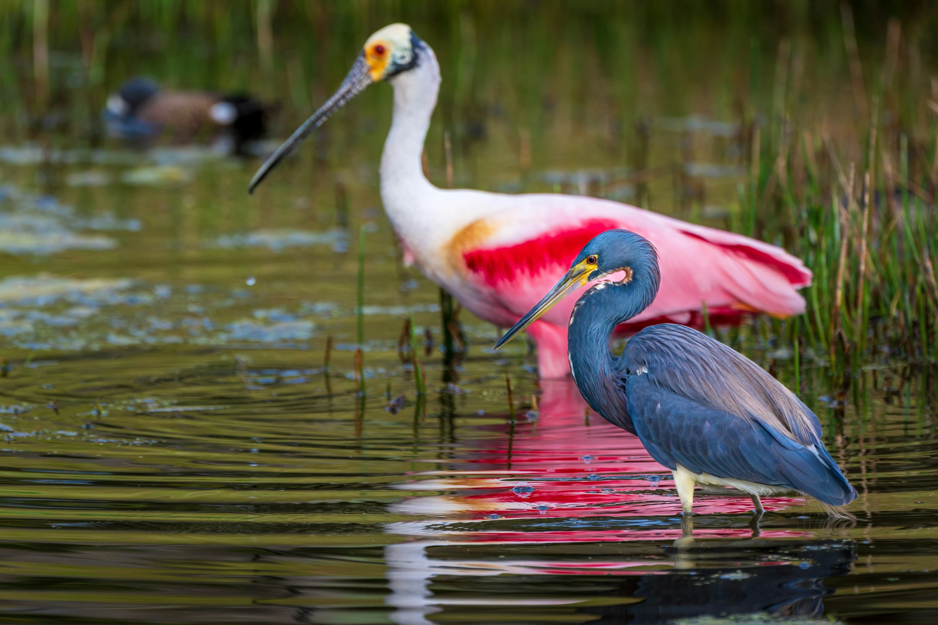 Birds of the Marsh