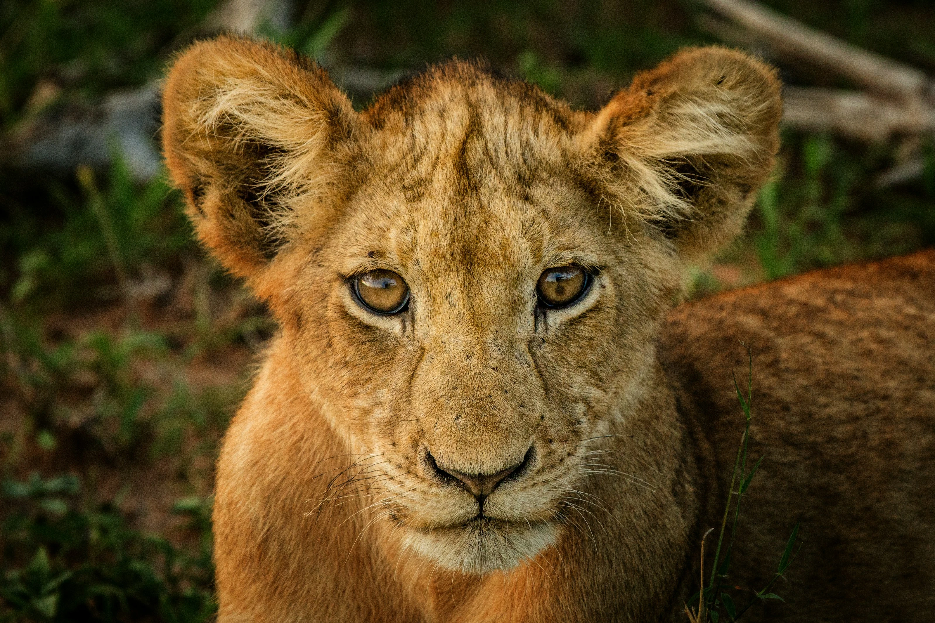 Savage Stare