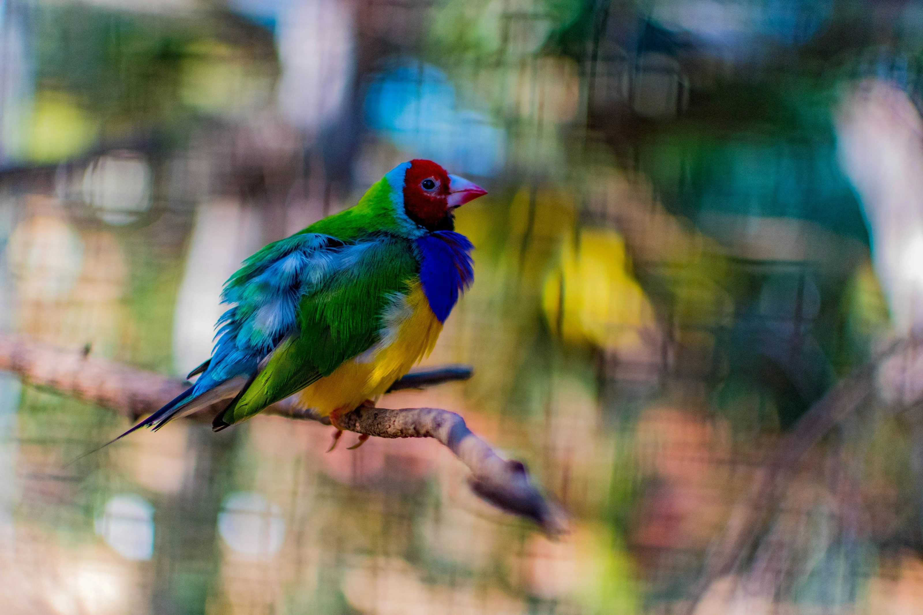 Color Burst Finch