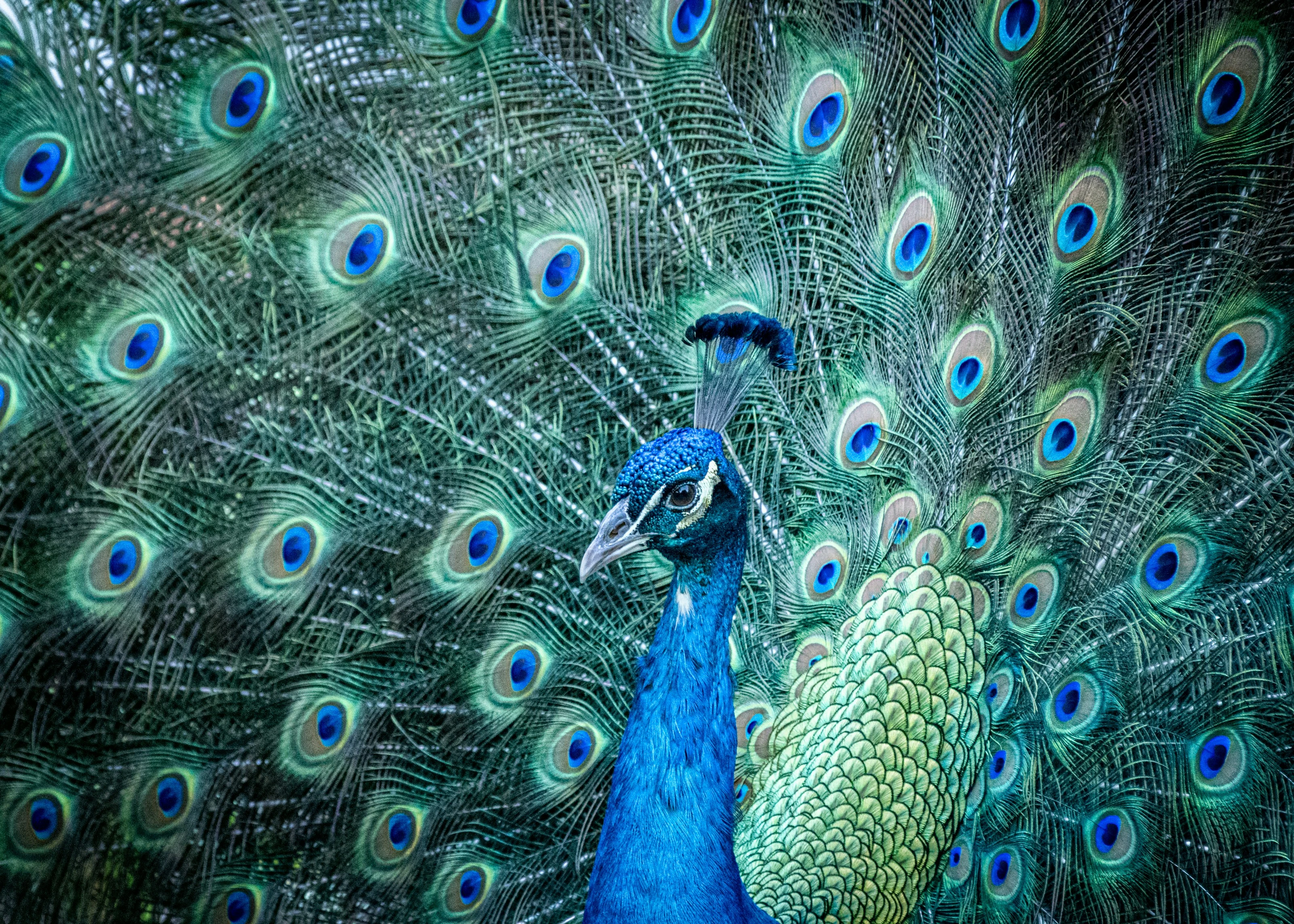 Iridescent Display jigsaw puzzle