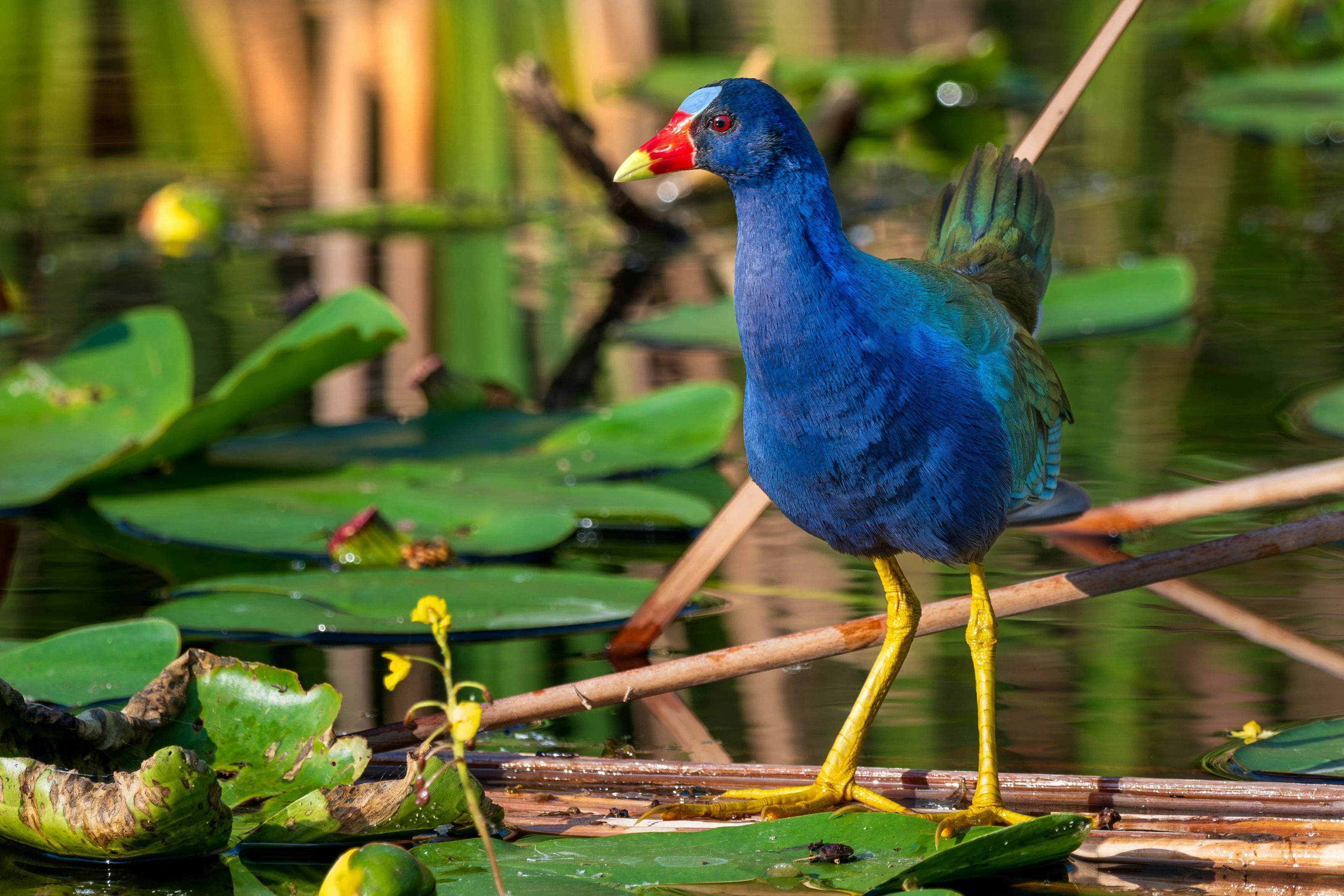 Purple Gallinule Marsh Walk