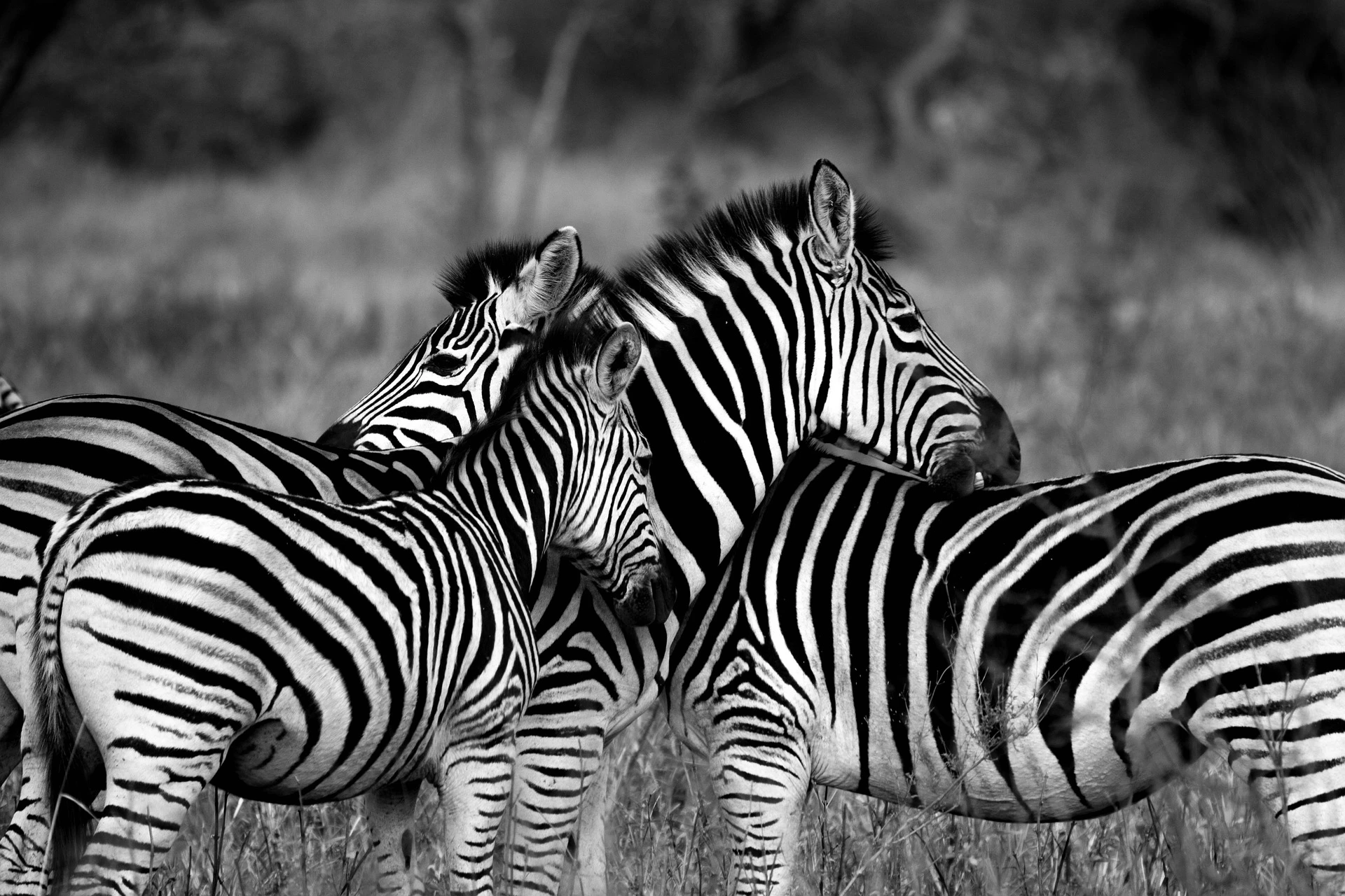 Huddle of Stripes