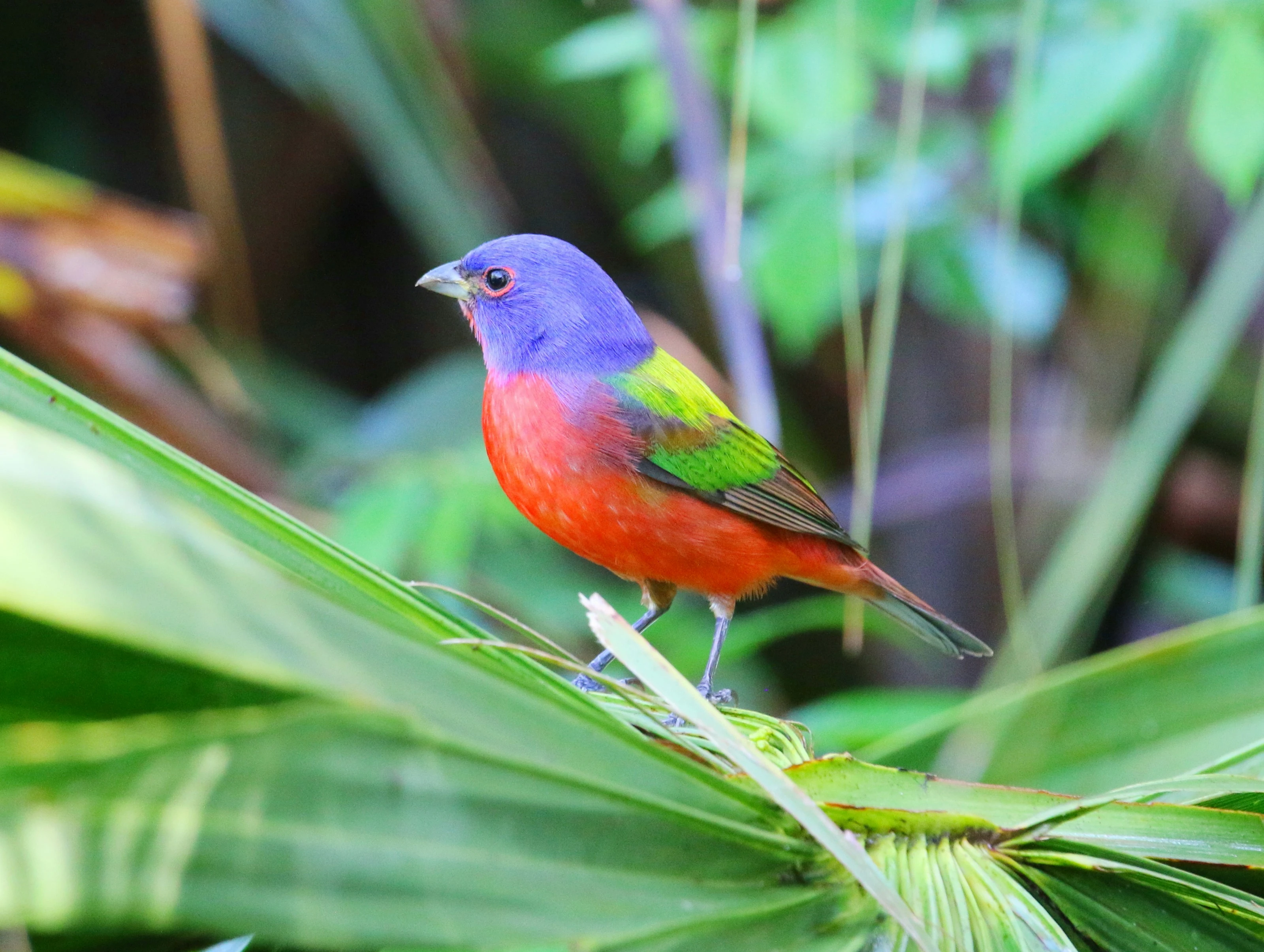 Rainbow Bird in Green
