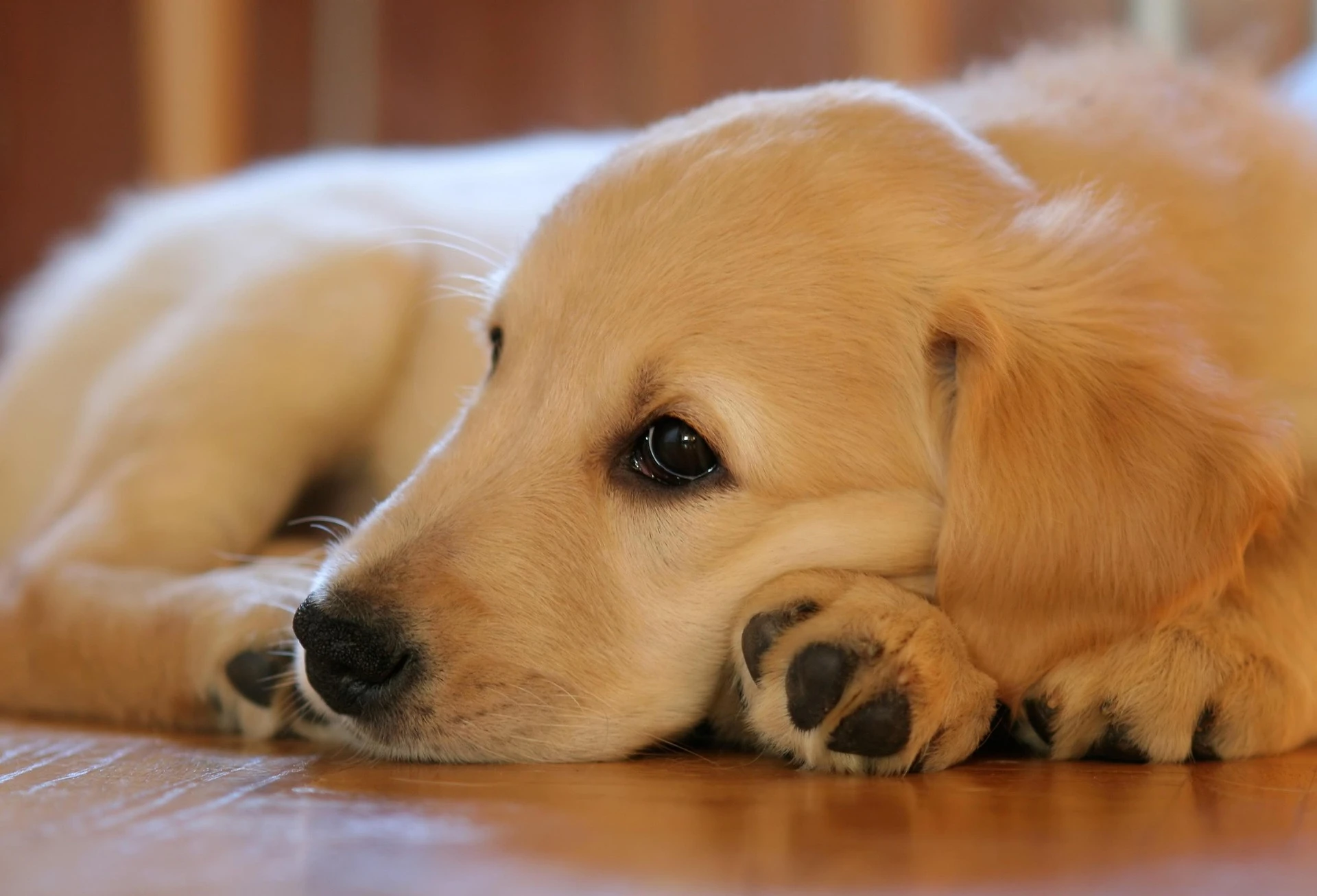 Sleepy Golden Paws jigsaw puzzle