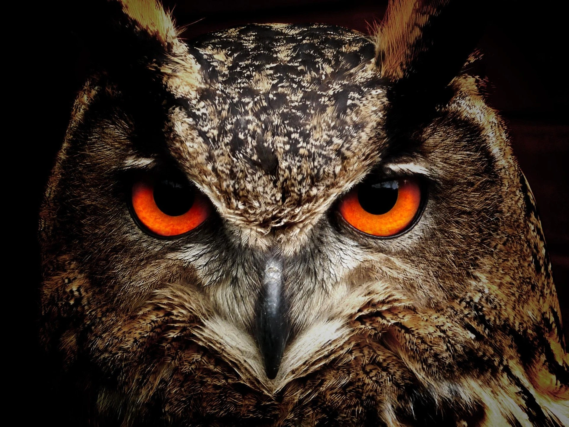 Piercing Gaze