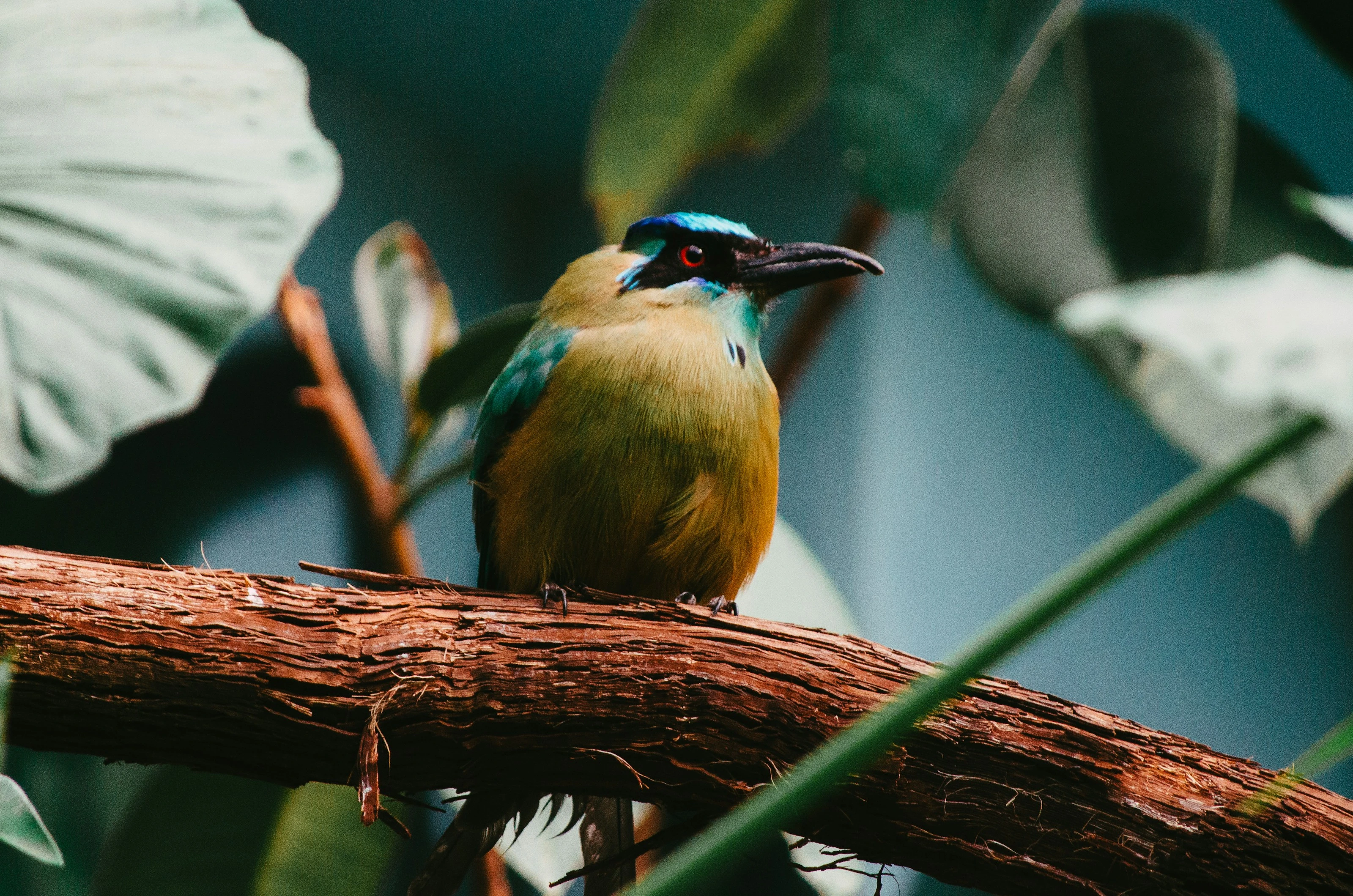 Rainforest Watchman
