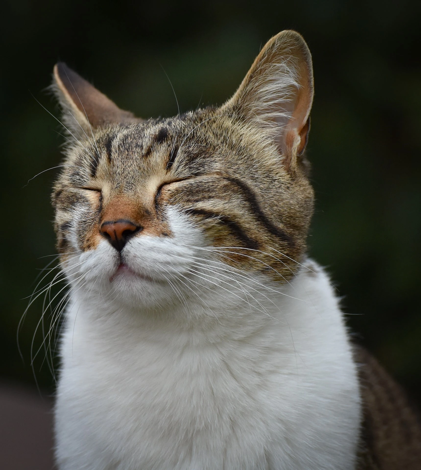 Purrfect Relaxation
