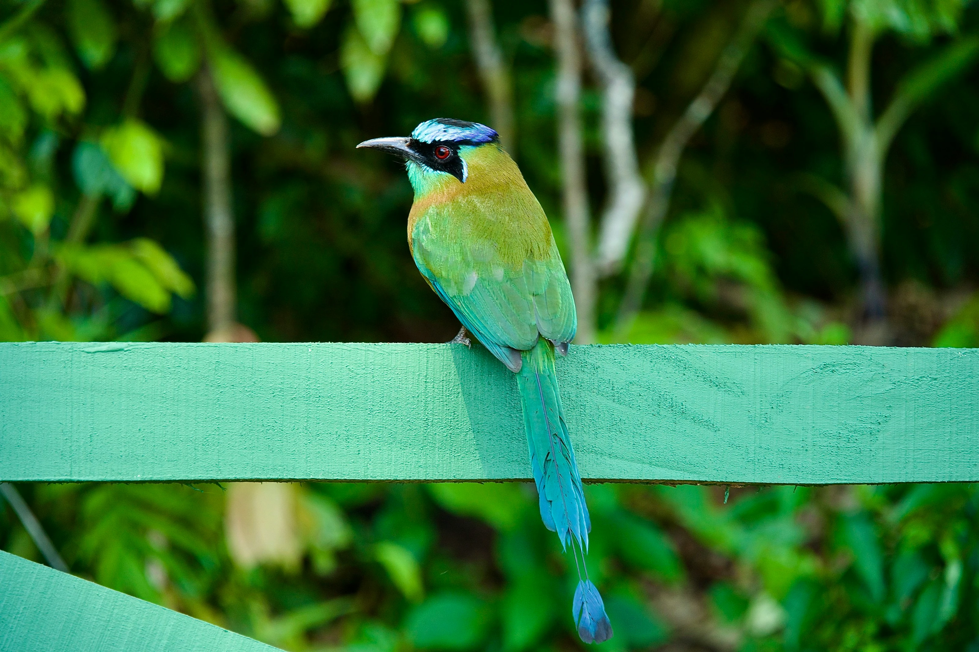 Perched Tropical Splendor