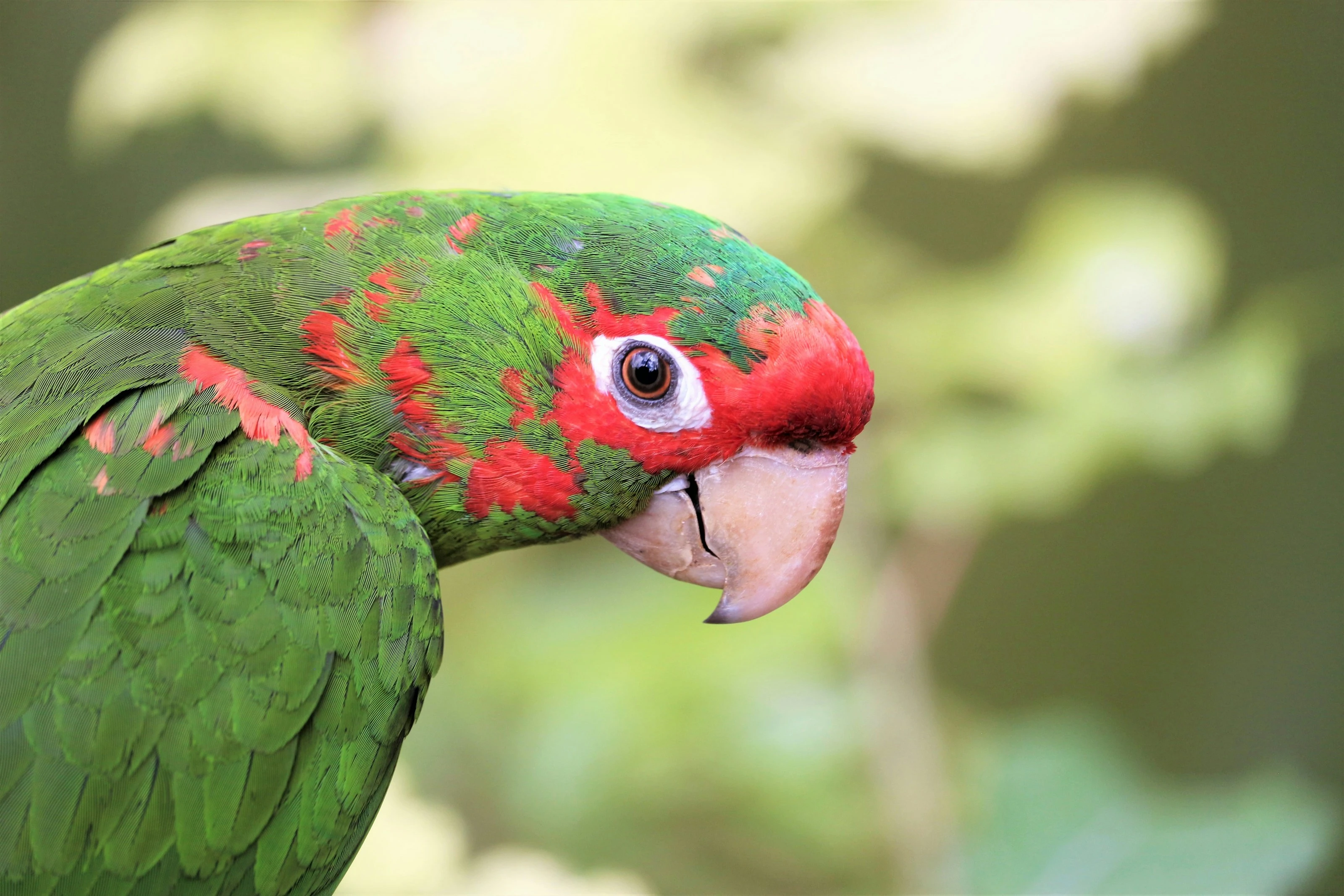 Feathered Friend Puzzle