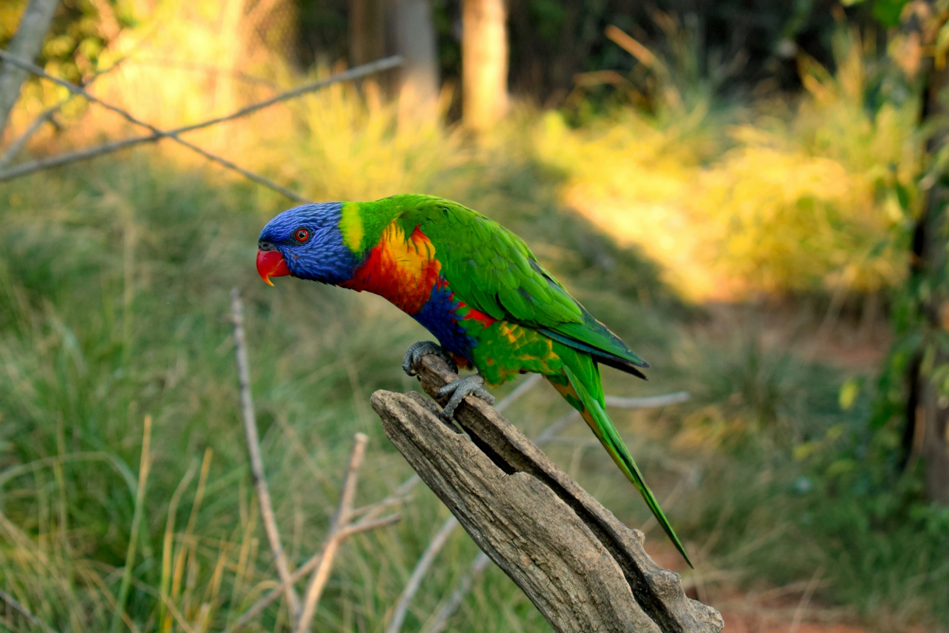 Vibrant Lorikeet
