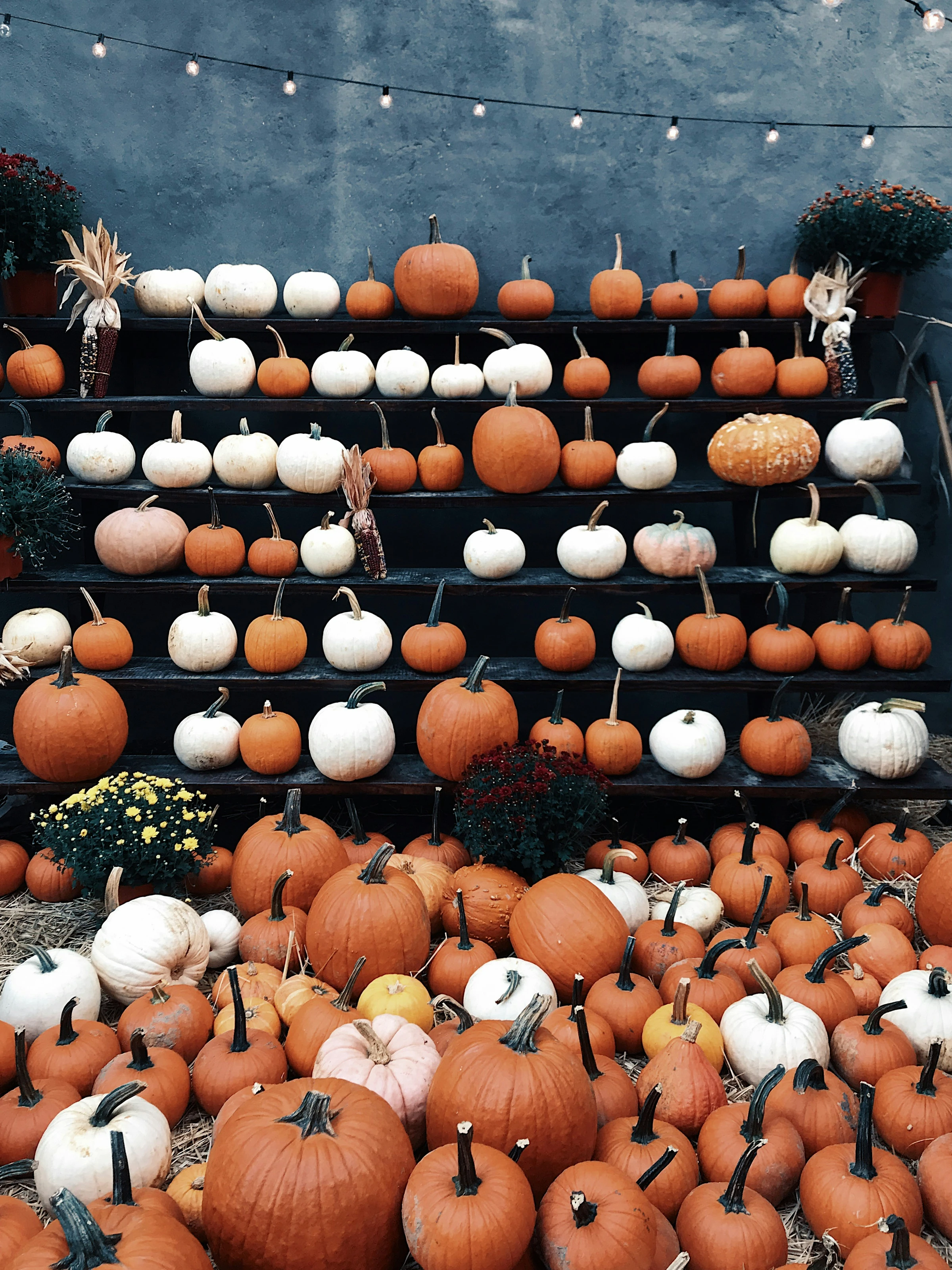 Autumn Harvest Pumpkin Patch