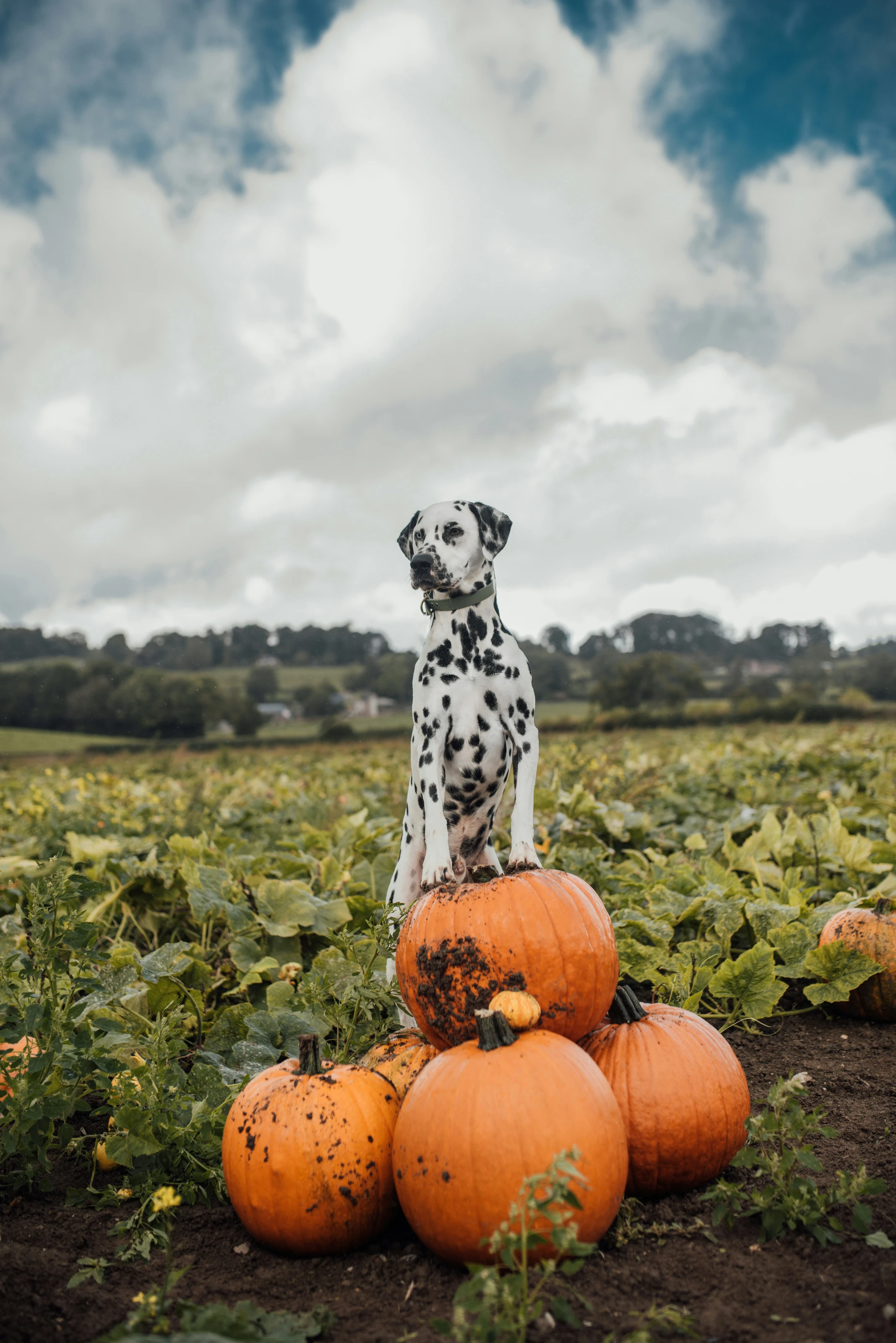 Patchwork Pumpkin Field