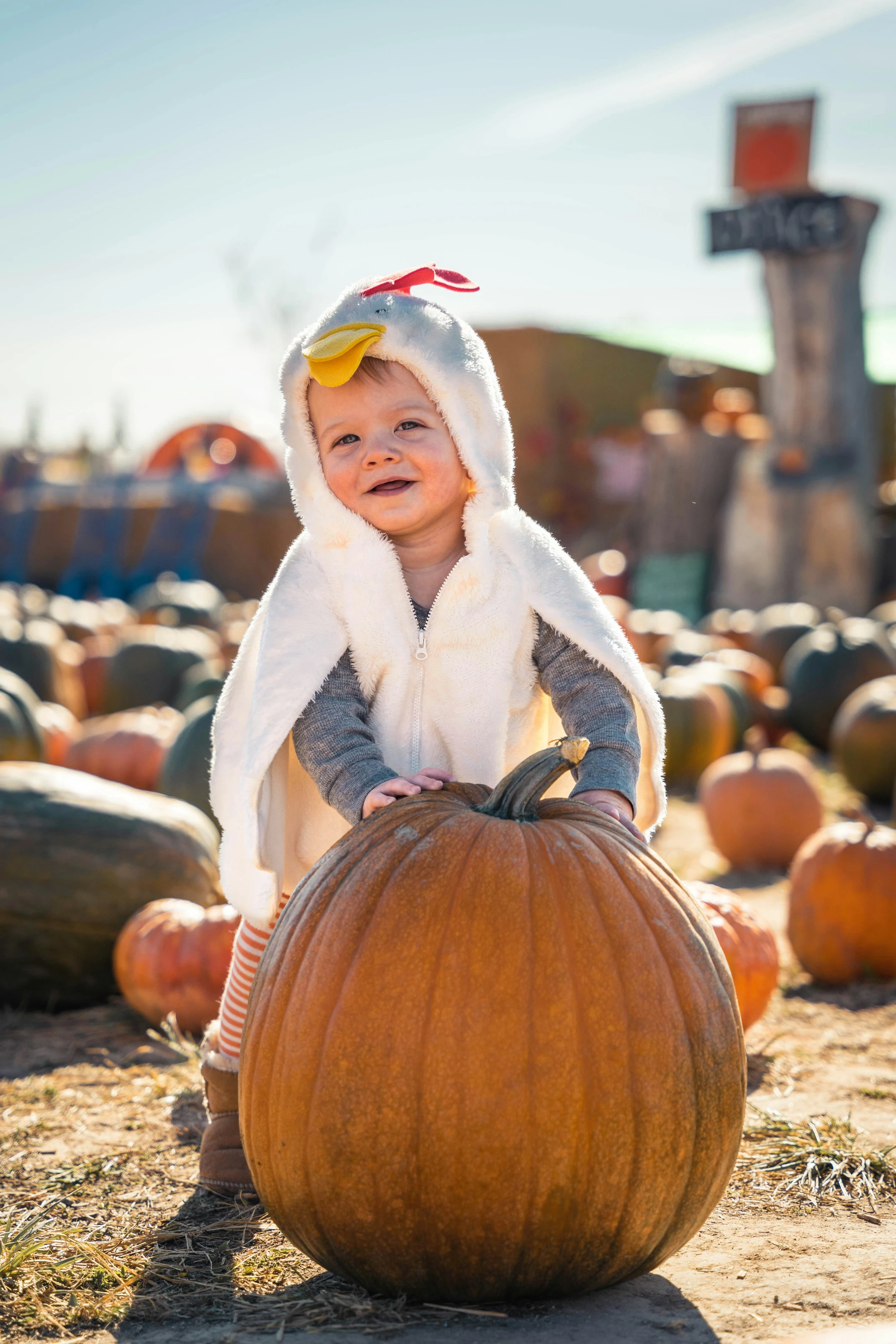 Chicken Little's Big Pumpkin