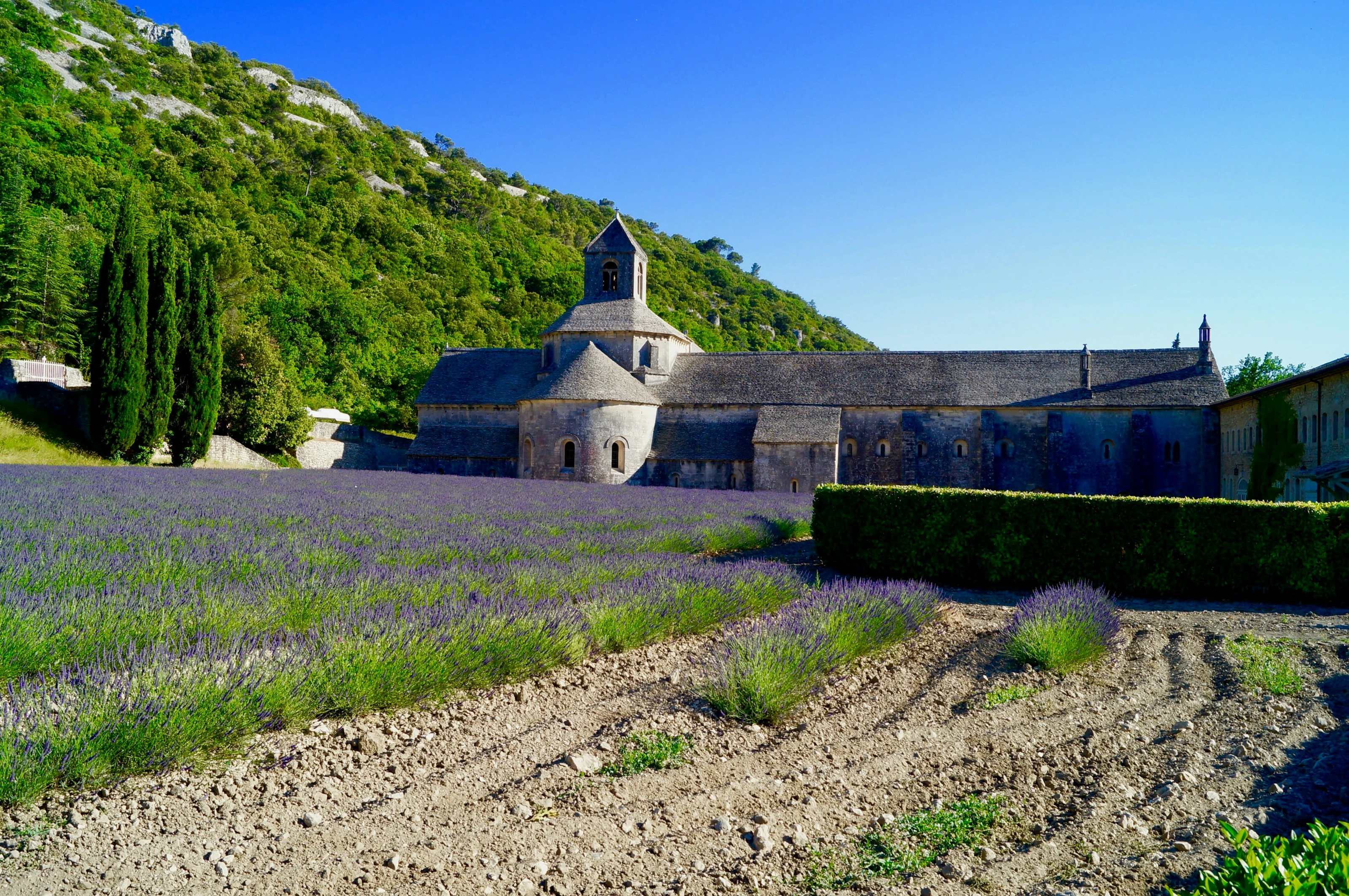 Lavender Fields at Abbey