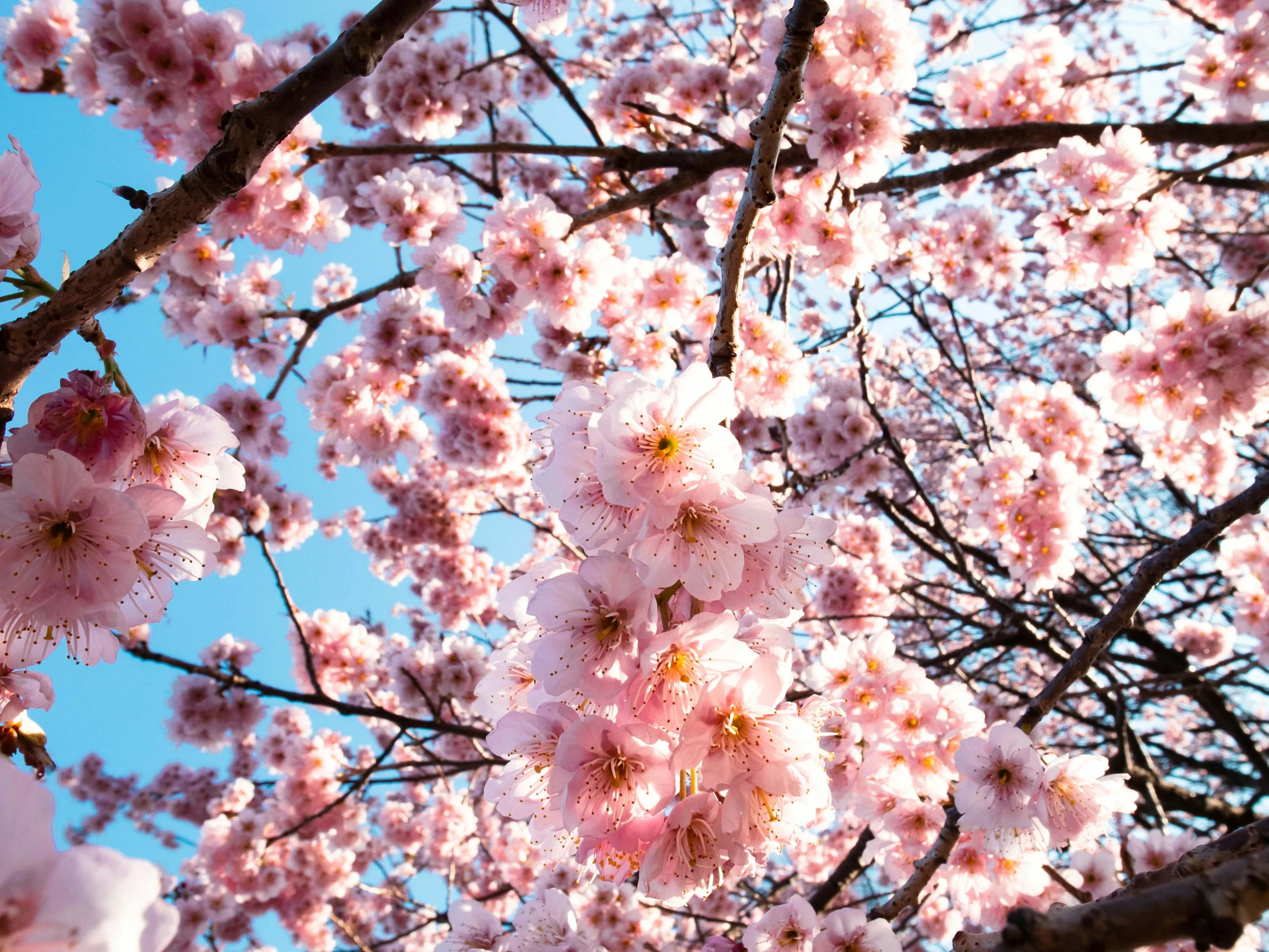 Pink Bloom Skyward
