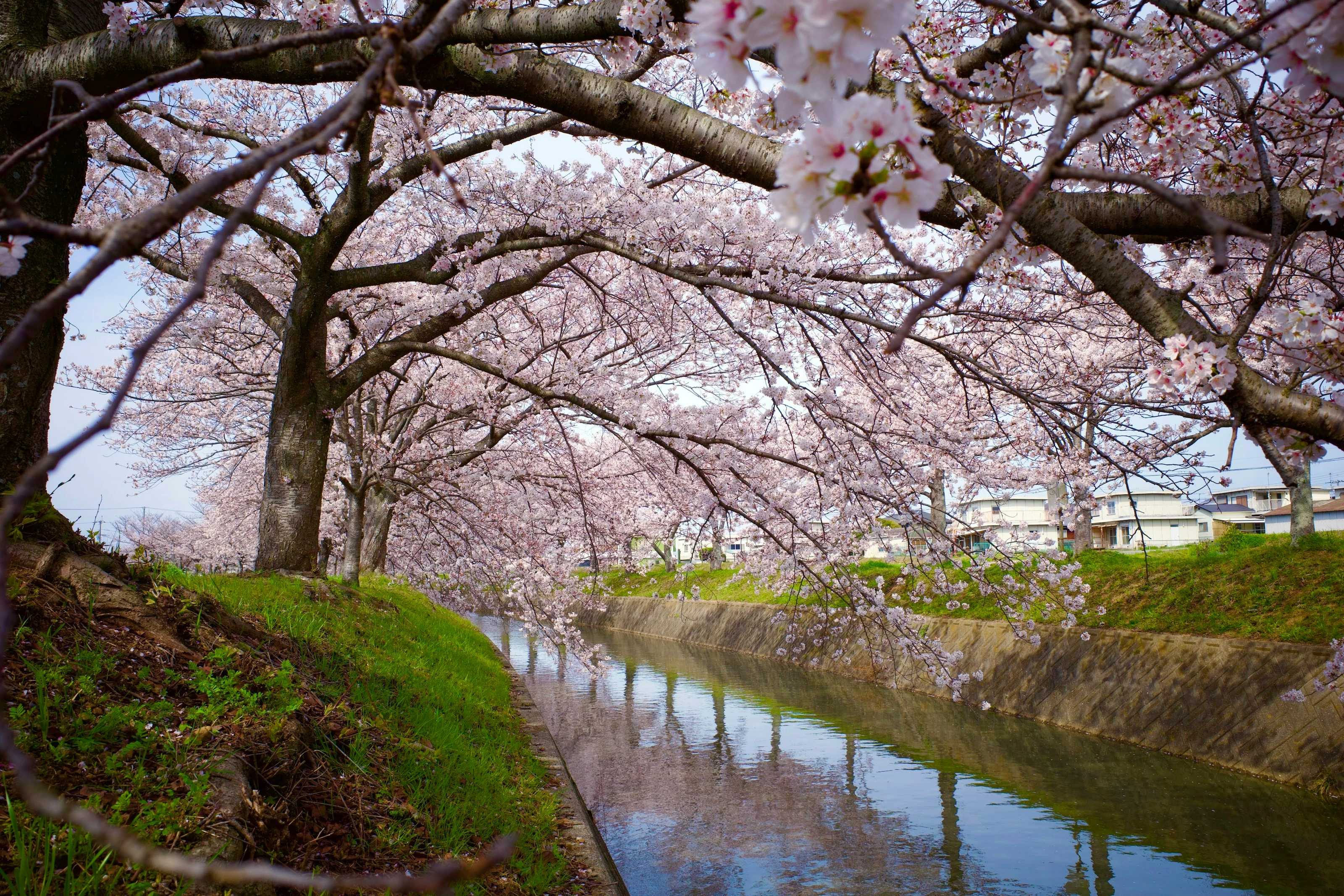 Blossom-lined Waterway