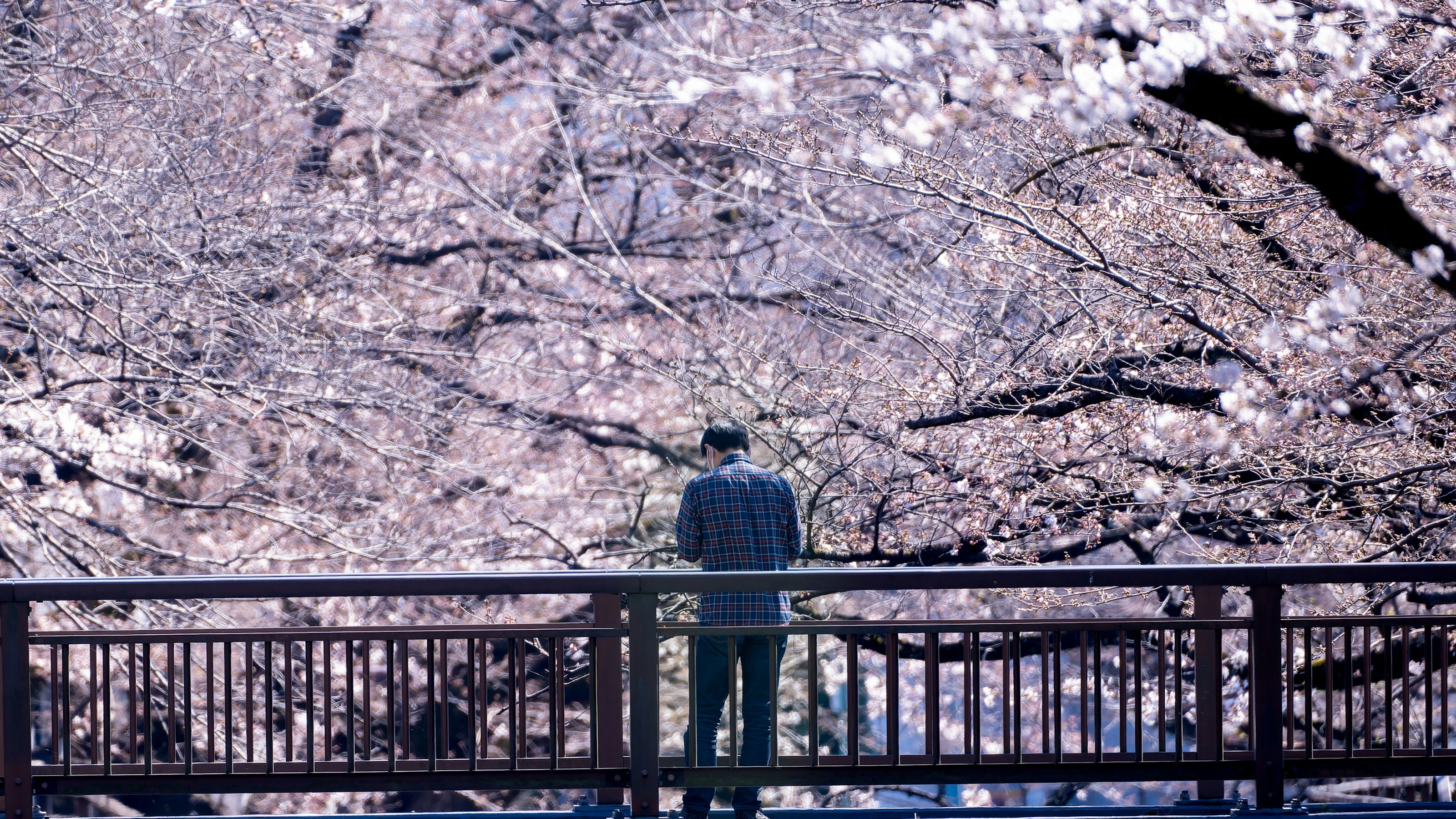 Sakura Solitude