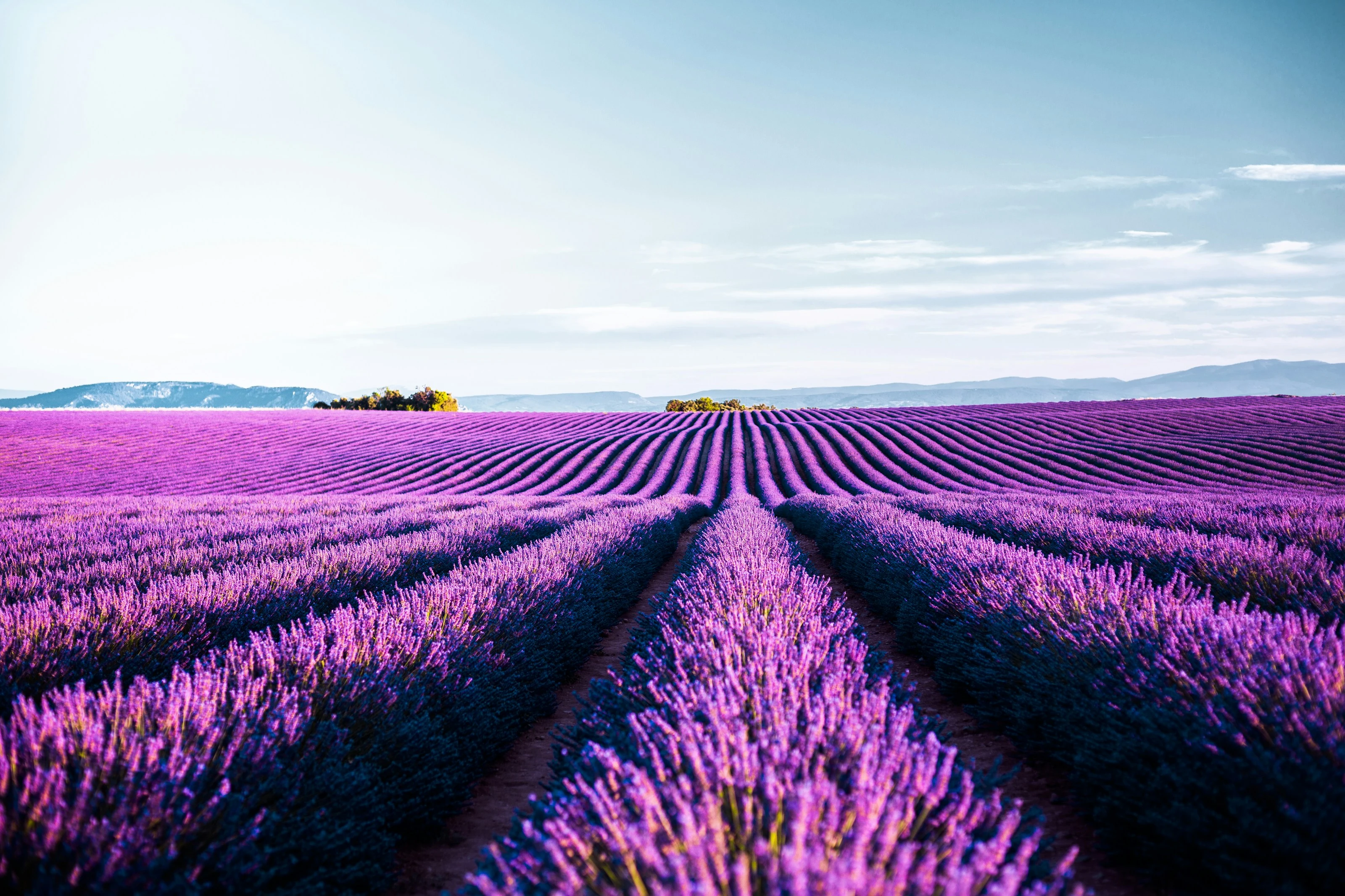Infinite Purple Rows jigsaw puzzle